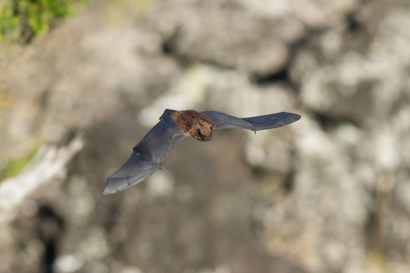De Azoren rosse vleermuis is een soort die overdag leerde vliegen, bij gebrek aan dagactieve predatoren. © Billy Herman