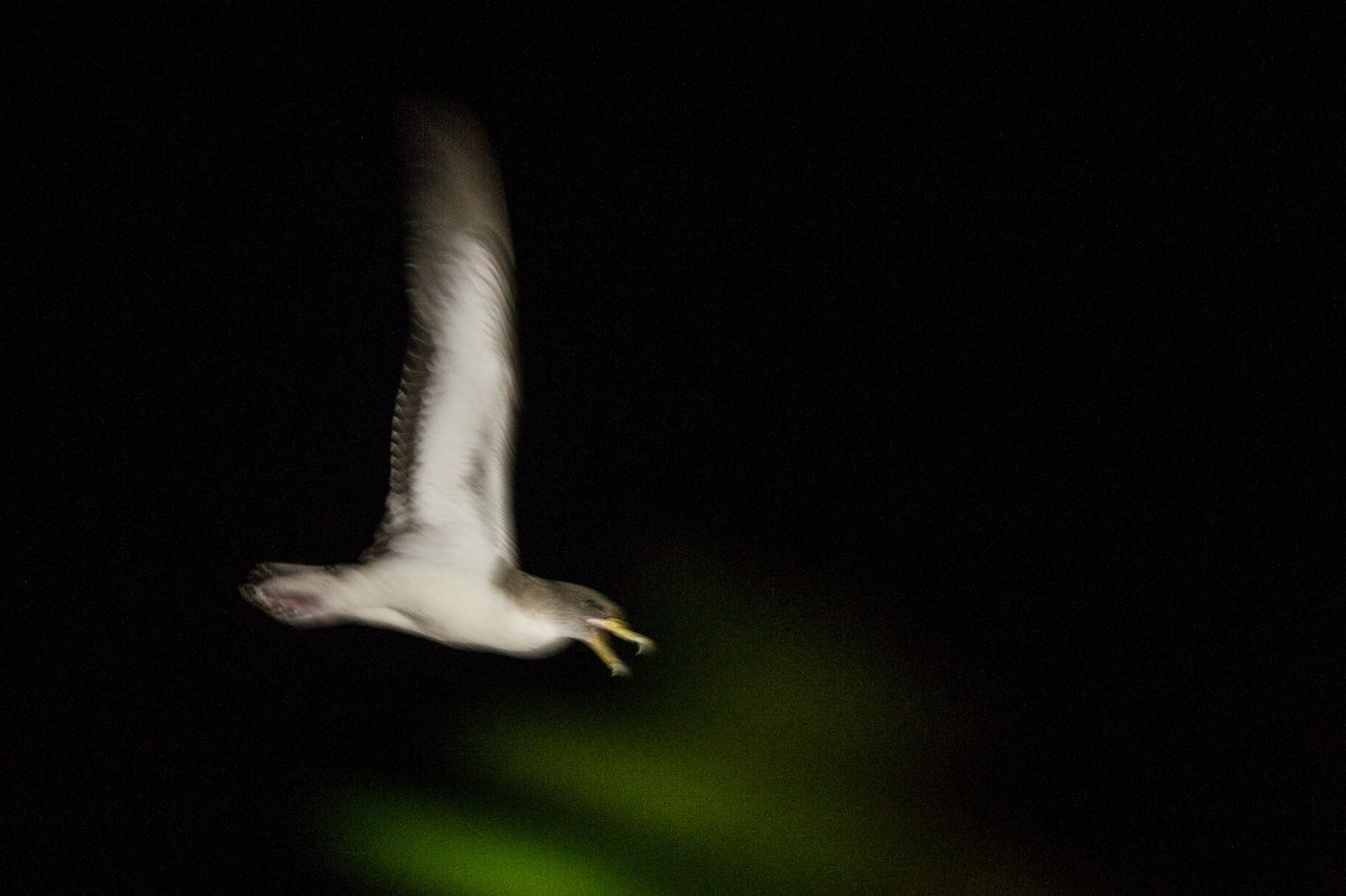 Een roepende kuhls pijlstormvogel, de rauwe kreten zijn angstaanjagend. © Billy Herman