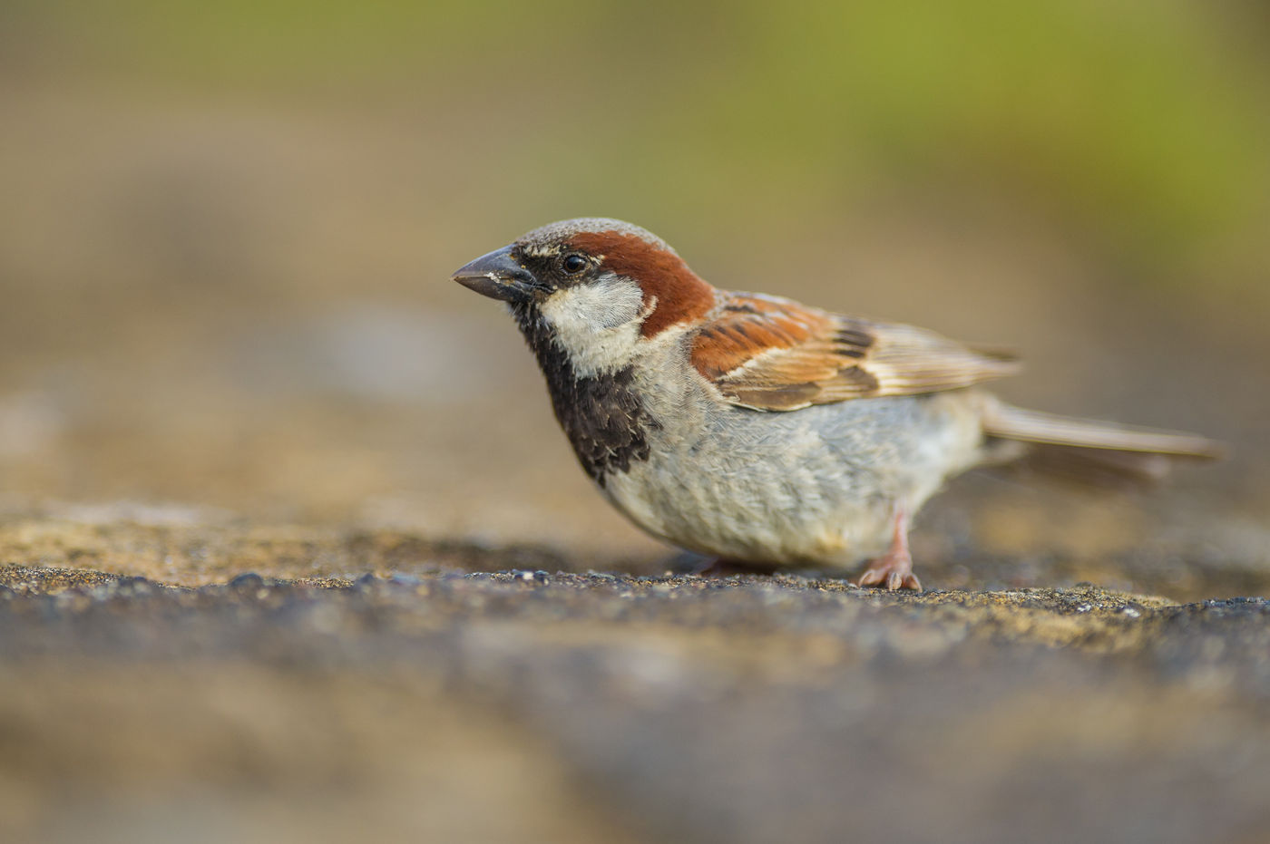 Een mannetje huismus hoopt wat kruimels te vinden. © Billy Herman