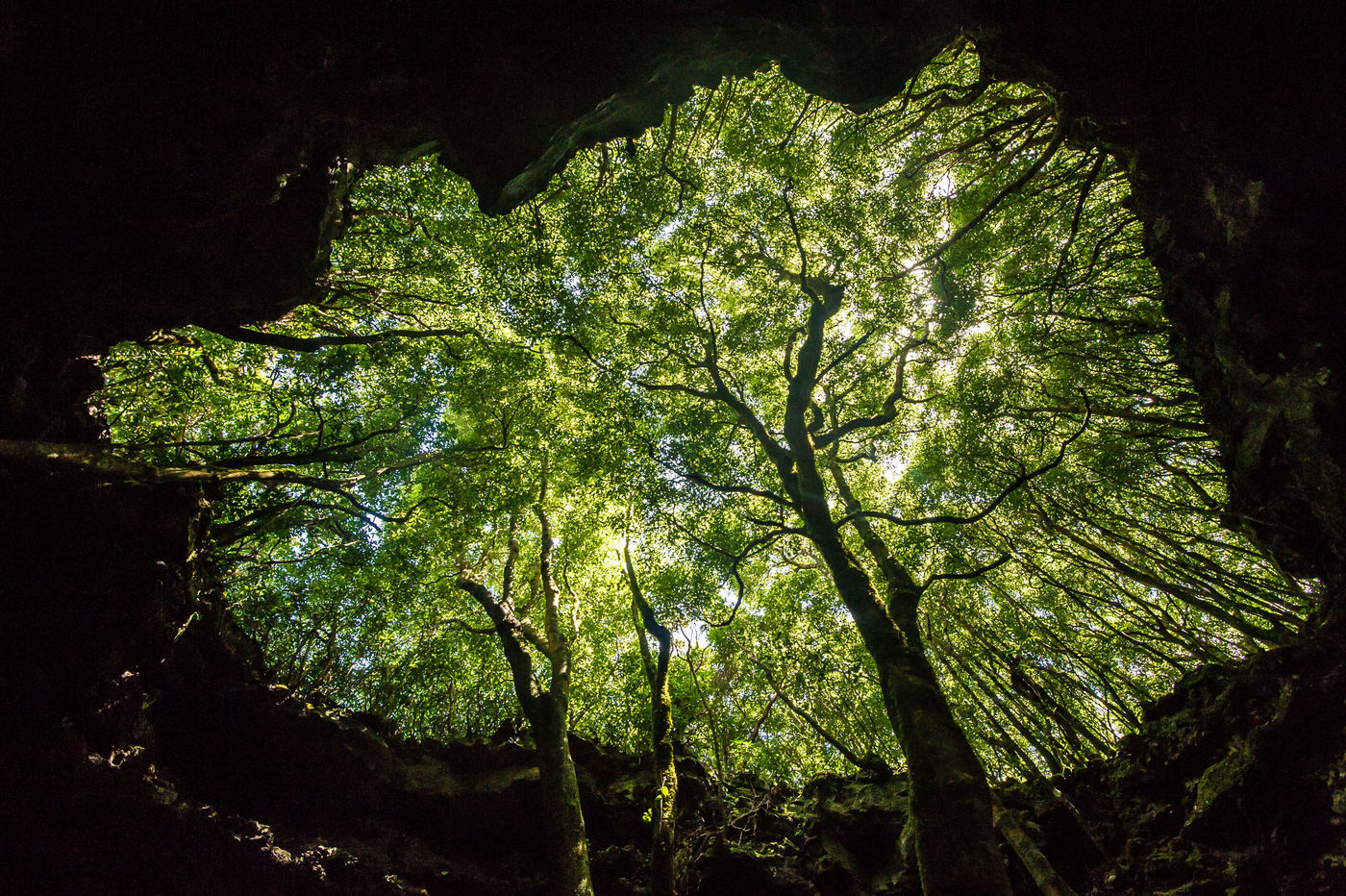 Een grot in het bos doet dienst als uitstekend fotografiemateriaal, en we verkennen natuurlijk ook de wanden voor vleermuizen. © Billy Herman