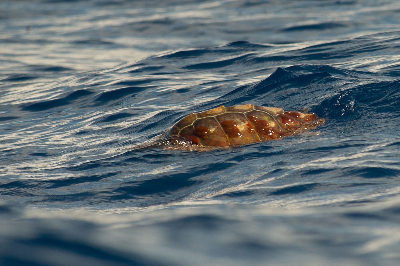 Een zeeschildpad gespot! Met wat geluk wacht hij even met duiken en kan je hem van dichtbij bekijken. © Billy Herman