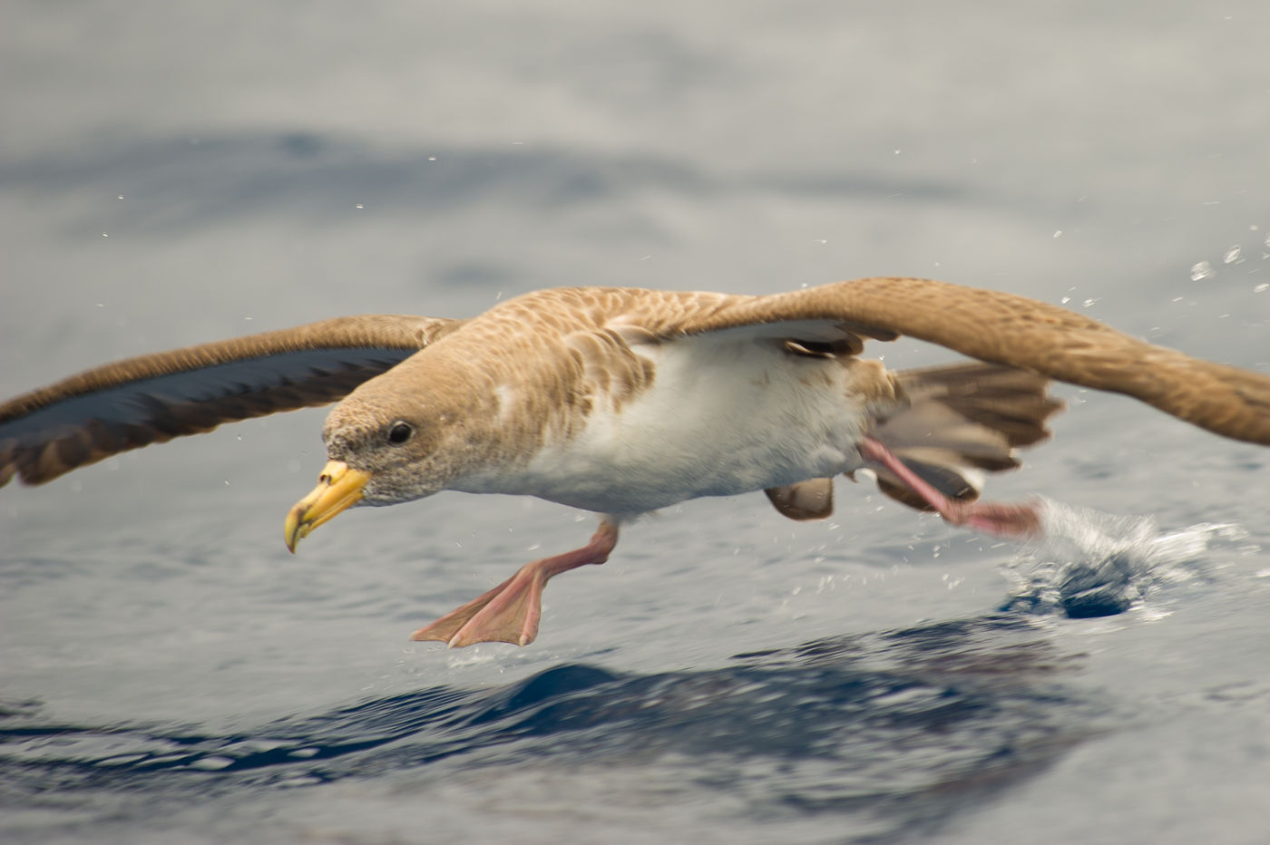 Kuhls pijlstormvogels hebben wat getrappel nodig voor ze kunnen opstijgen. © Billy Herman