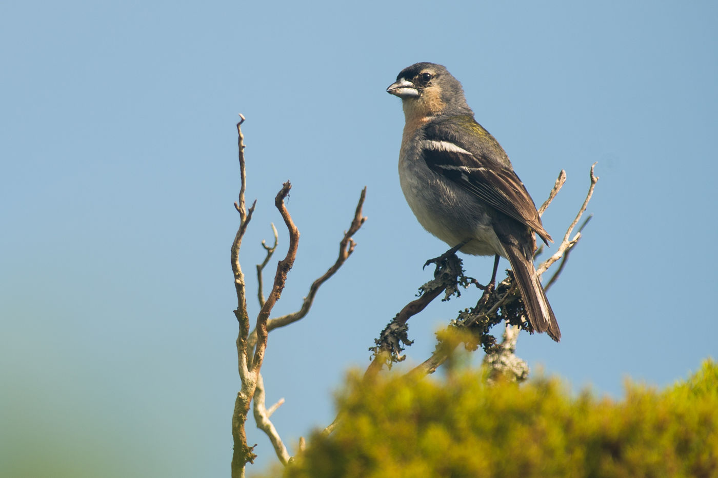 Een Azorenvink, een ondersoort van onze vink die er merkelijk anders uitziet. © Billy Herman