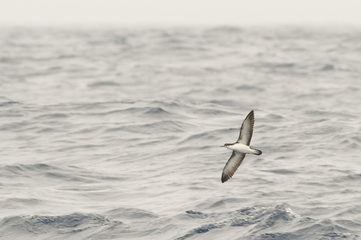 Een kleine pijlstormvogel, een soort die recent enorm achteruit gaat en een specialiteit van de Azoren. © Billy Herman