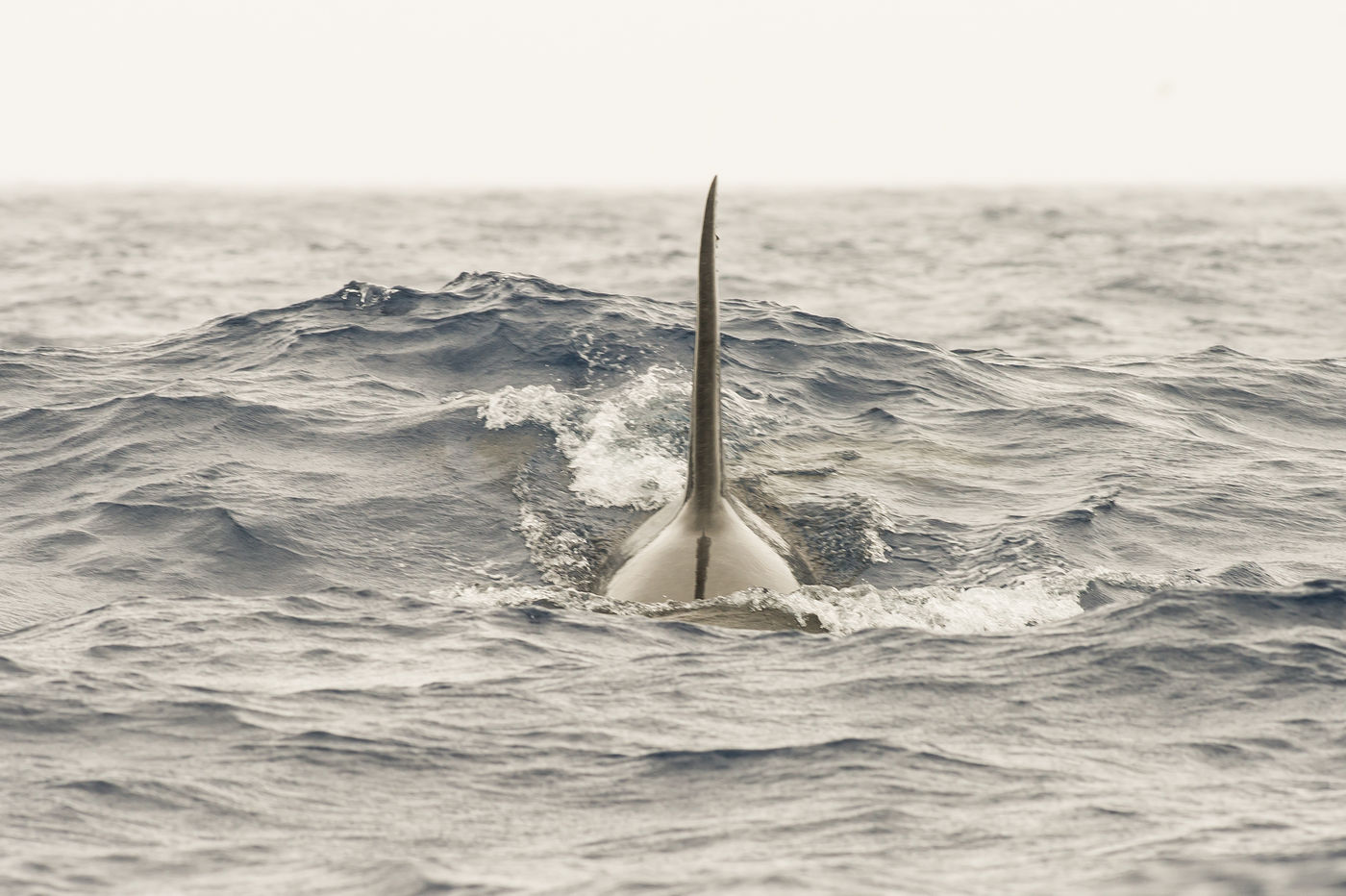 Plots steekt een gigantische rugvin op ... EEN ORKA. © Billy Herman