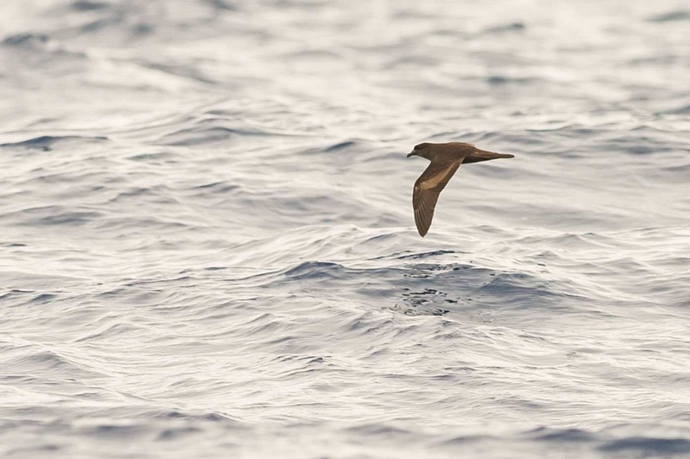 Een bulwers stormvogel scheert langs, als een echte vleermuis. © Billy Herman