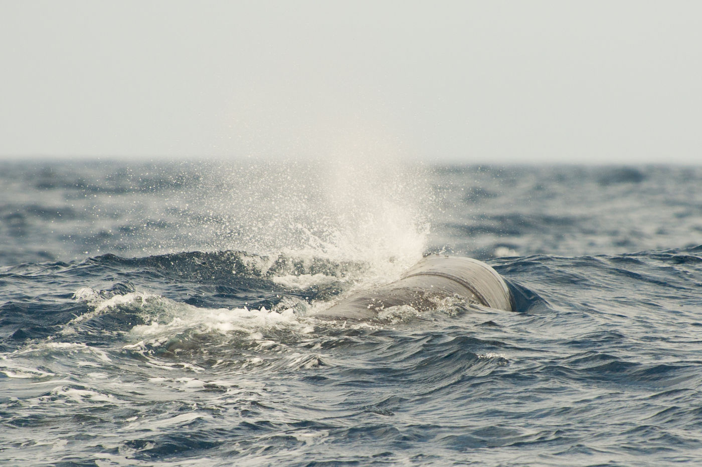 Aan de vorm van de spuitwolk kan je zien om welke soort walvis het gaat. © Billy Herman