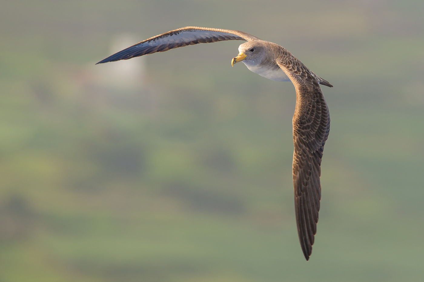 Een kuhls pijlstormvogel, alomtegenwoordig op de archipel. © Billy Herman