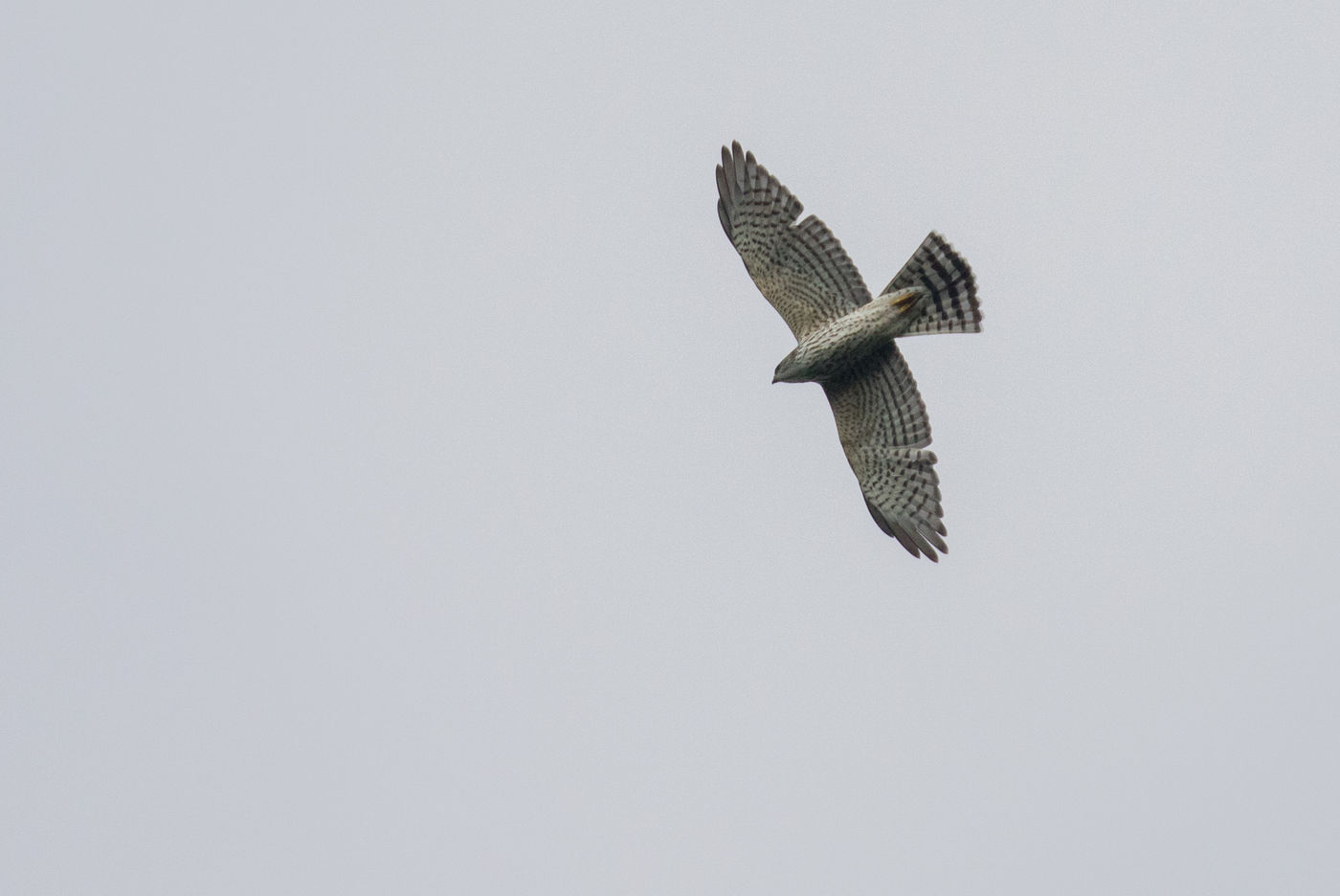 Balkansperwer-Levant-sparrowhawk_Johannes_Jansen-vogelreis-Batumi-2018-STARLING-reizen-tours20180901-A40A4651 © Johannes Jansen
