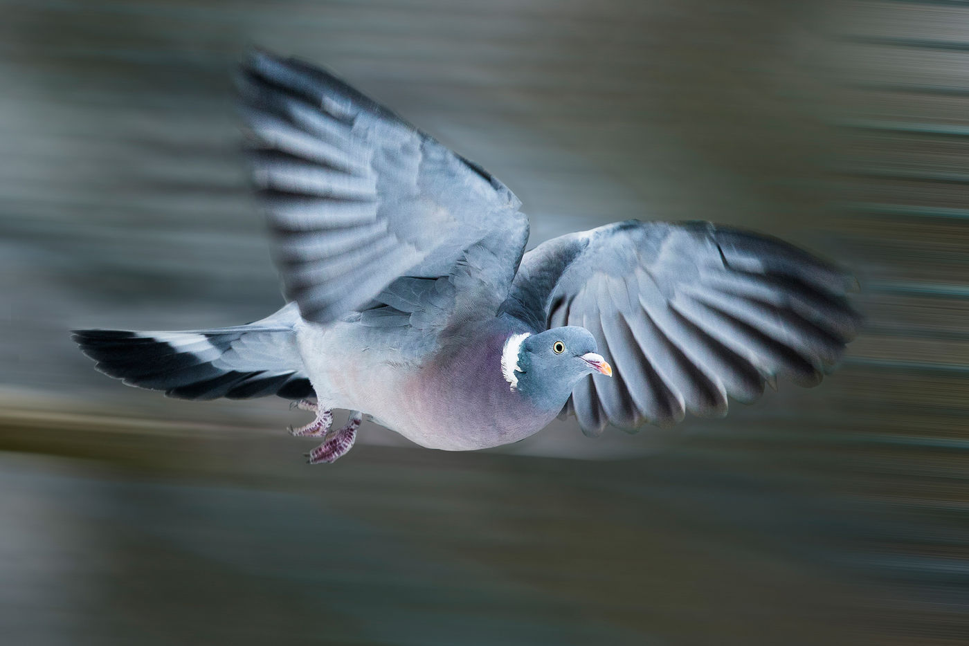 Een houtduif in volle vlucht, prachtige vogels zijn het. © Rudi Debruyne