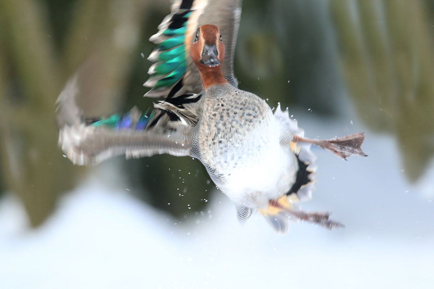 Een wintertaling steigt op vanop het ijs. © Rudi Debruyne