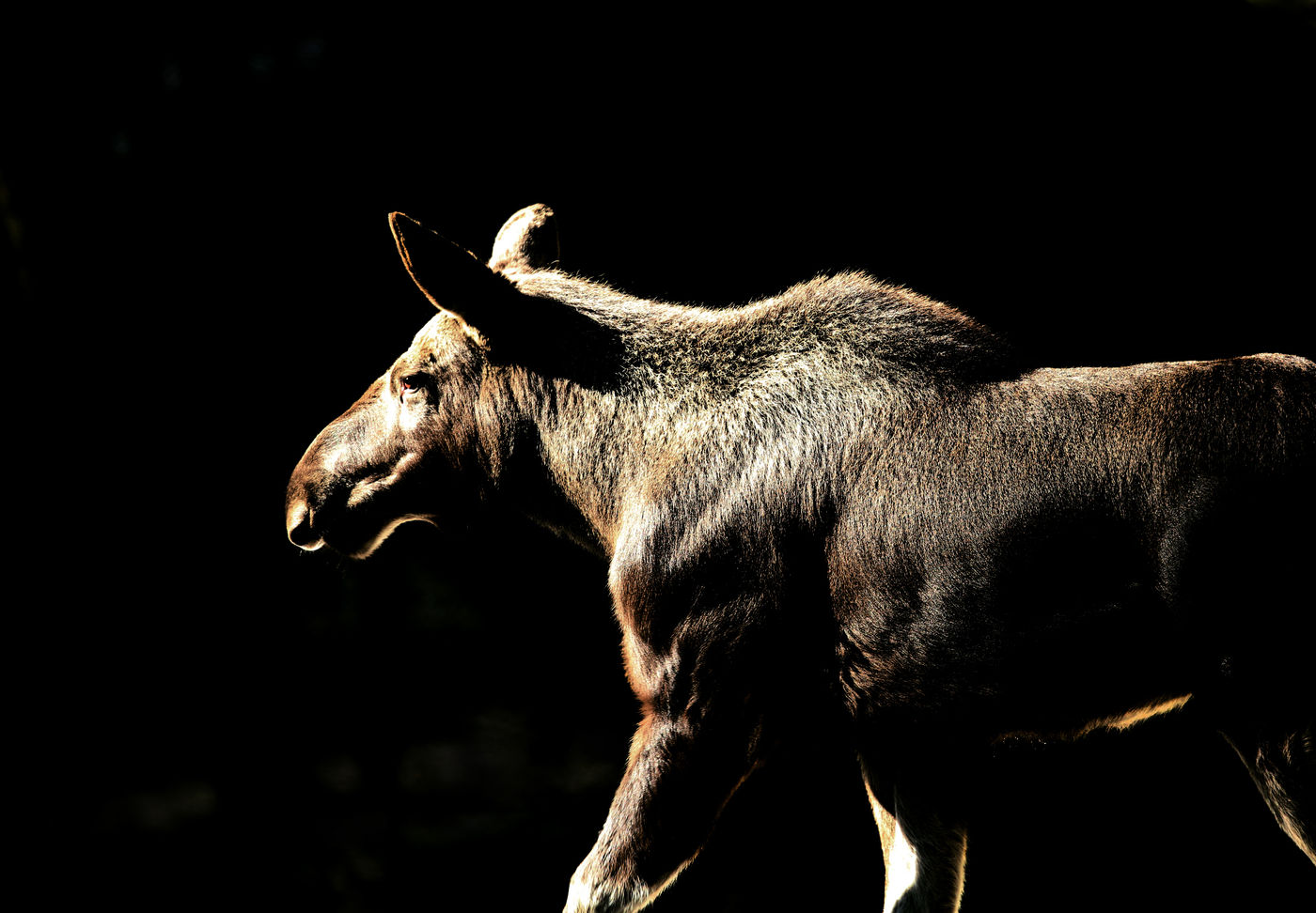 Eland © Rudi Debruyne