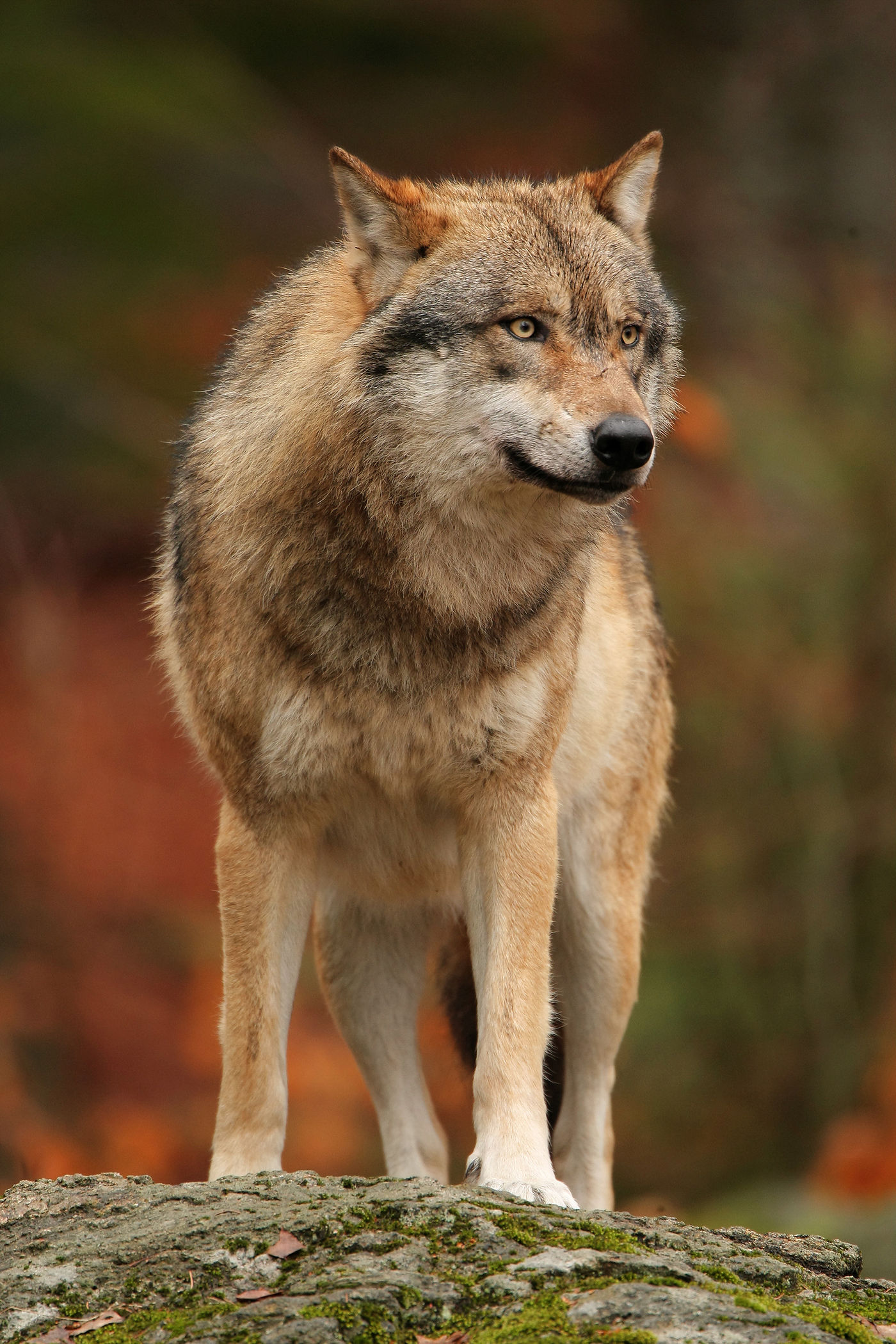 Wolf © Rudi Debruyne