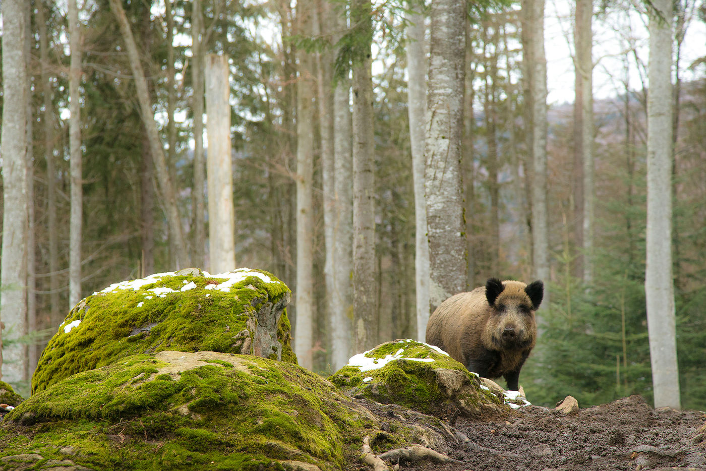 Wild zwijn in het bos © Rudi Debruyne