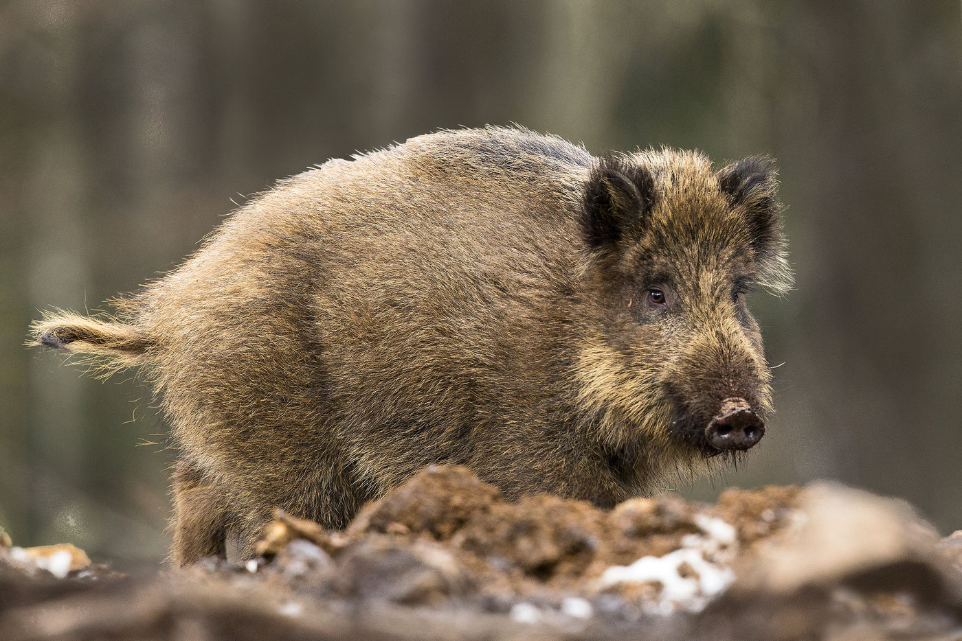 Een everzwijn in een boslandschap © Rudi Debruyne