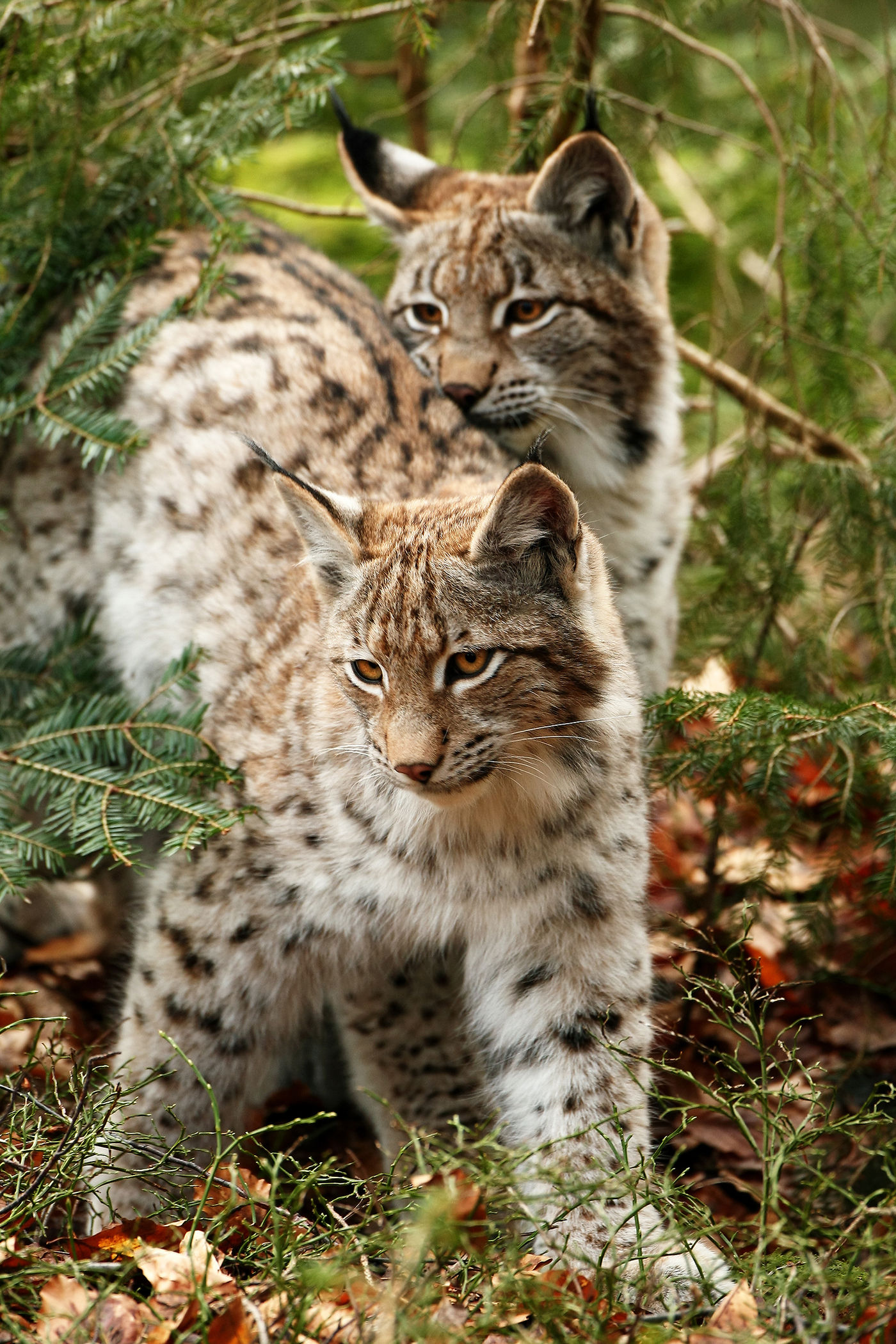 Deze jonge lynxen verlaten het veilige nest en gaan op zoek naar voedsel. © Rudi Debruyne