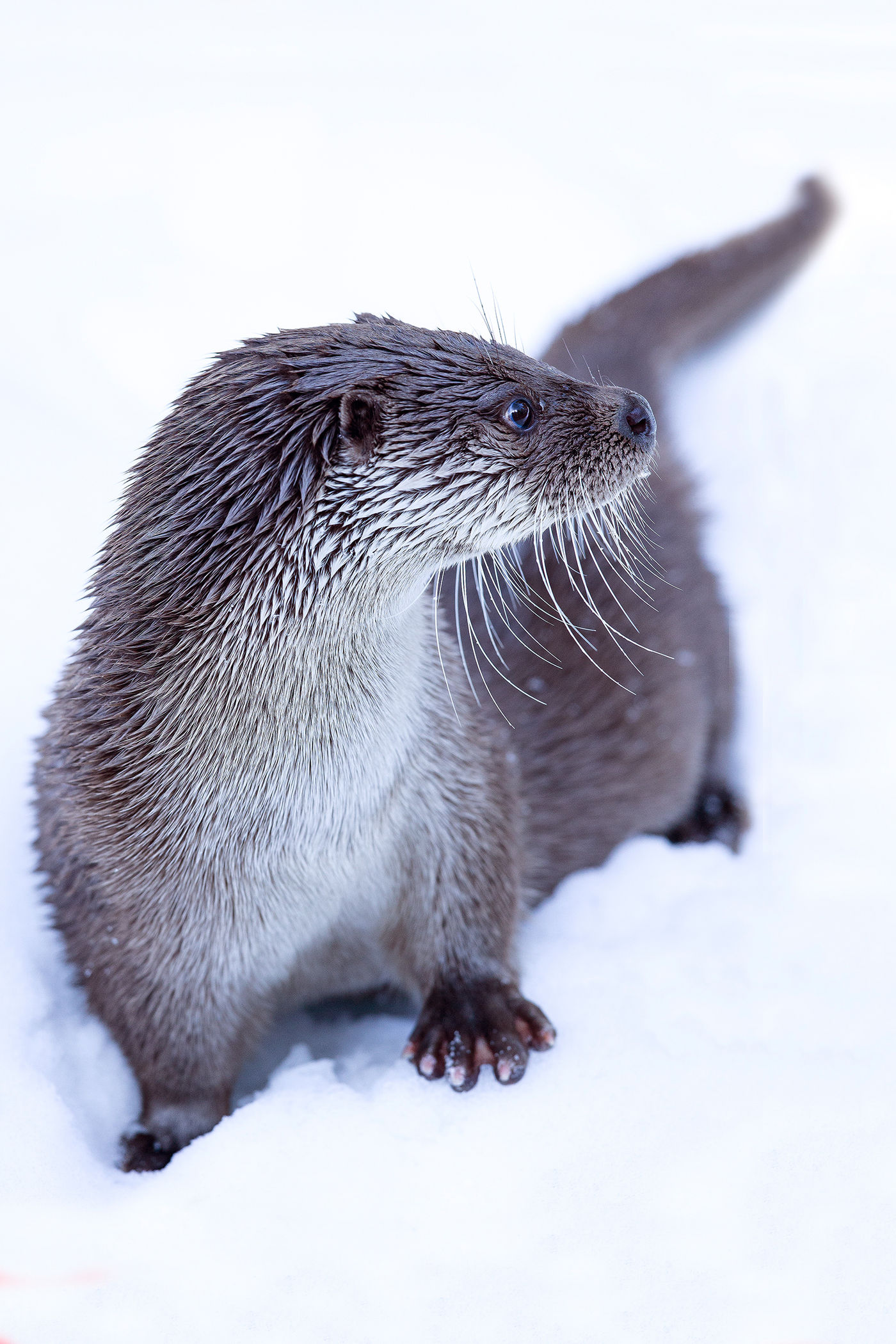 Otter in de sneeuw © Rudi Debruyne