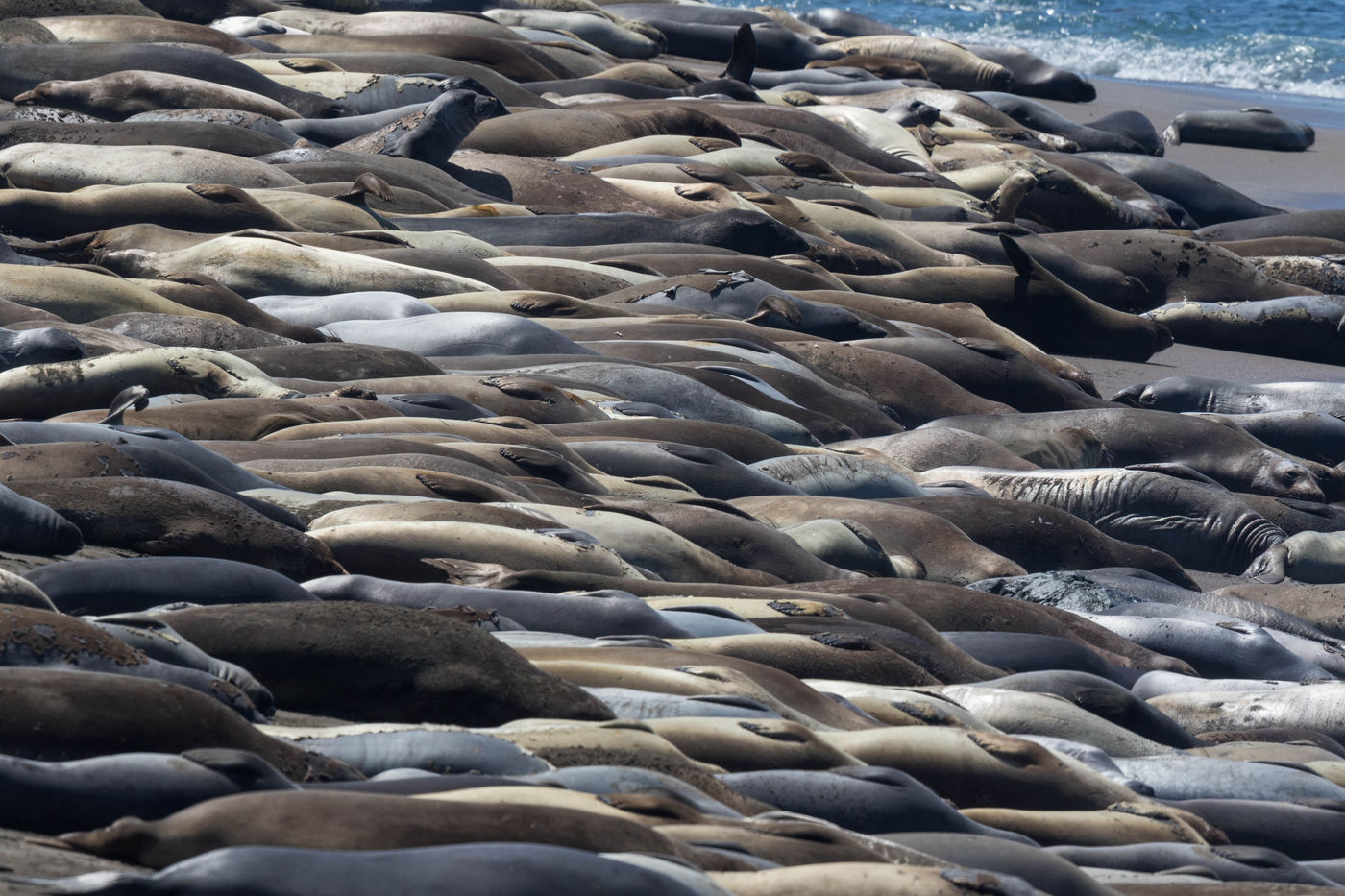 Het strand ligt bezaaid met elephant seals. © Iwan Lewylle