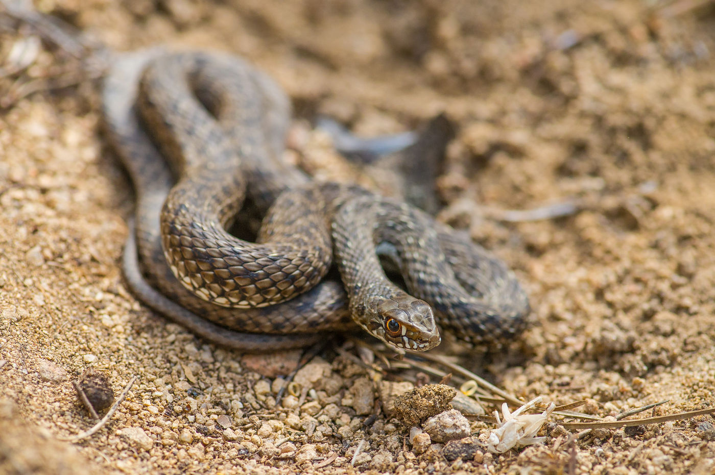 Het loont zeker om een reptielenboek mee te nemen op deze reis. © Billy Herman