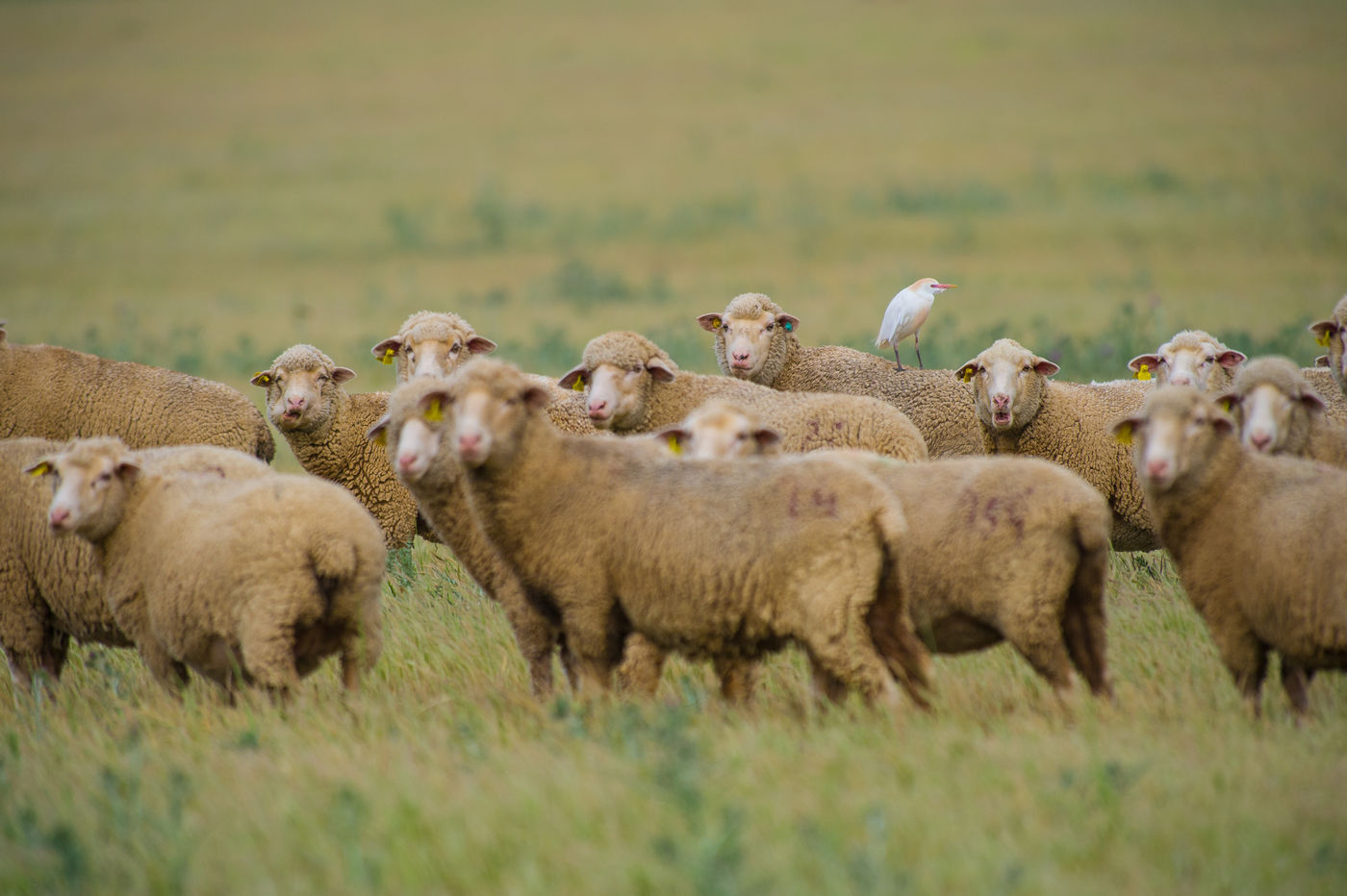 Een koereiger lift mee op een kudde schapen. © Billy Herman