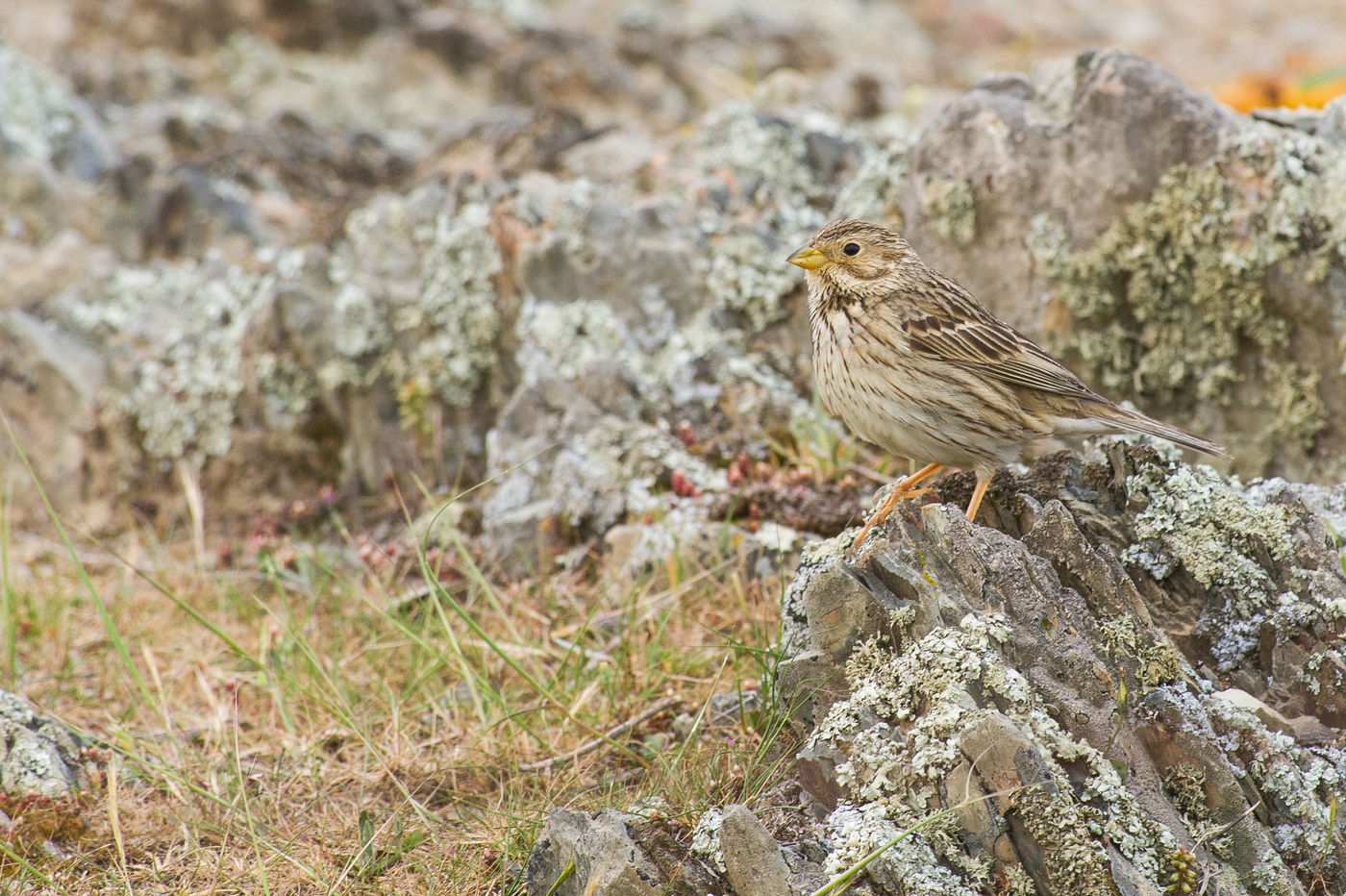 Grauwe gorzen zijn hier nog erg algemeen in het kleinschalige landschap. © Billy Herman