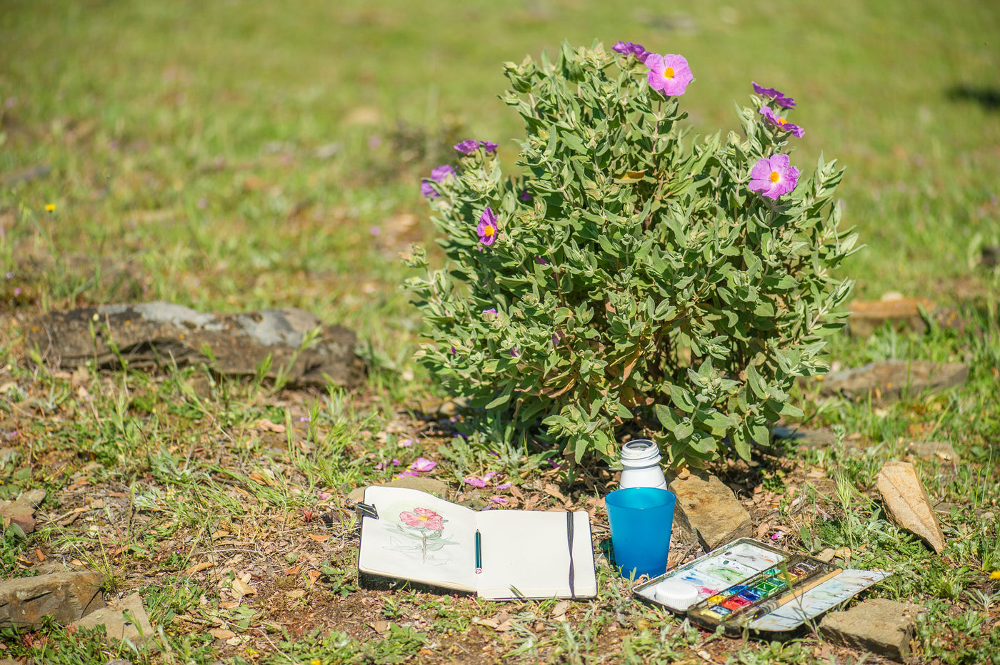 Aquarellen in het veld... © Billy Herman