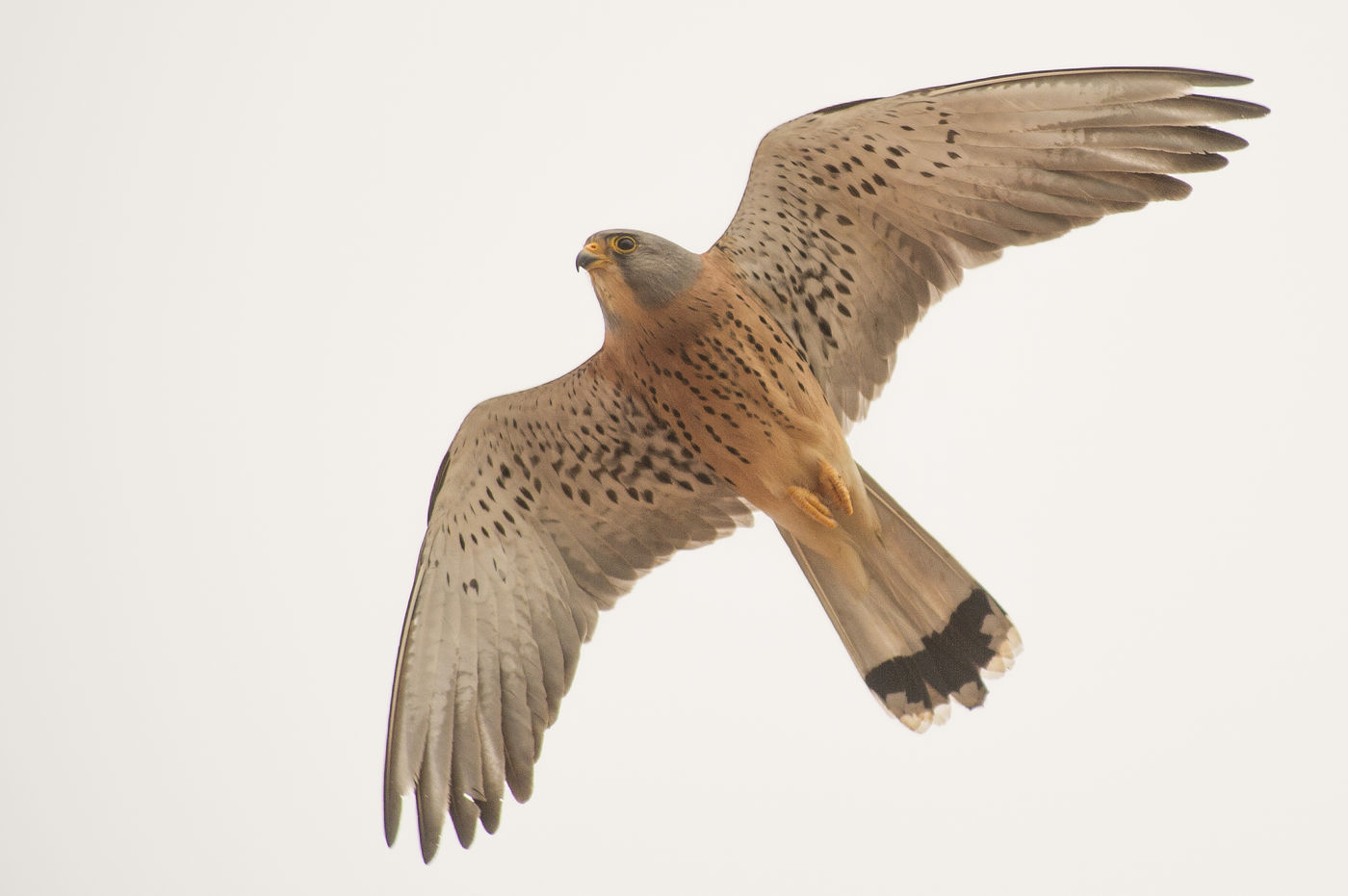 Kleine torenvalken zijn echte zomervogels, maar hier druppelen ze vanaf februari al binnen. © Billy Herman