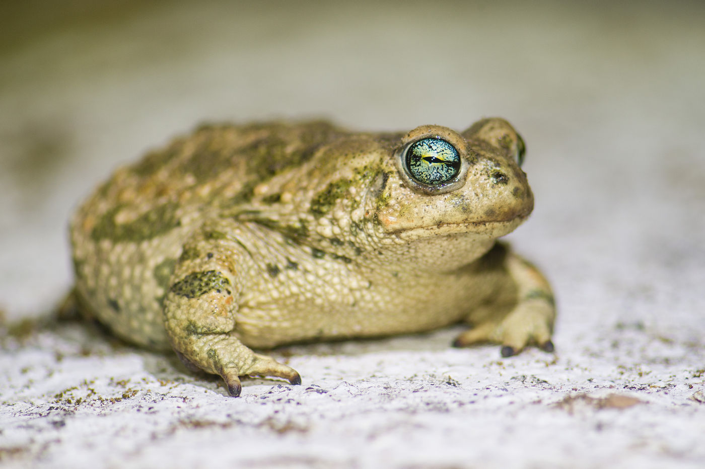 Een groene pad vol kuit is op weg naar de paarplaatsen. © Billy Herman