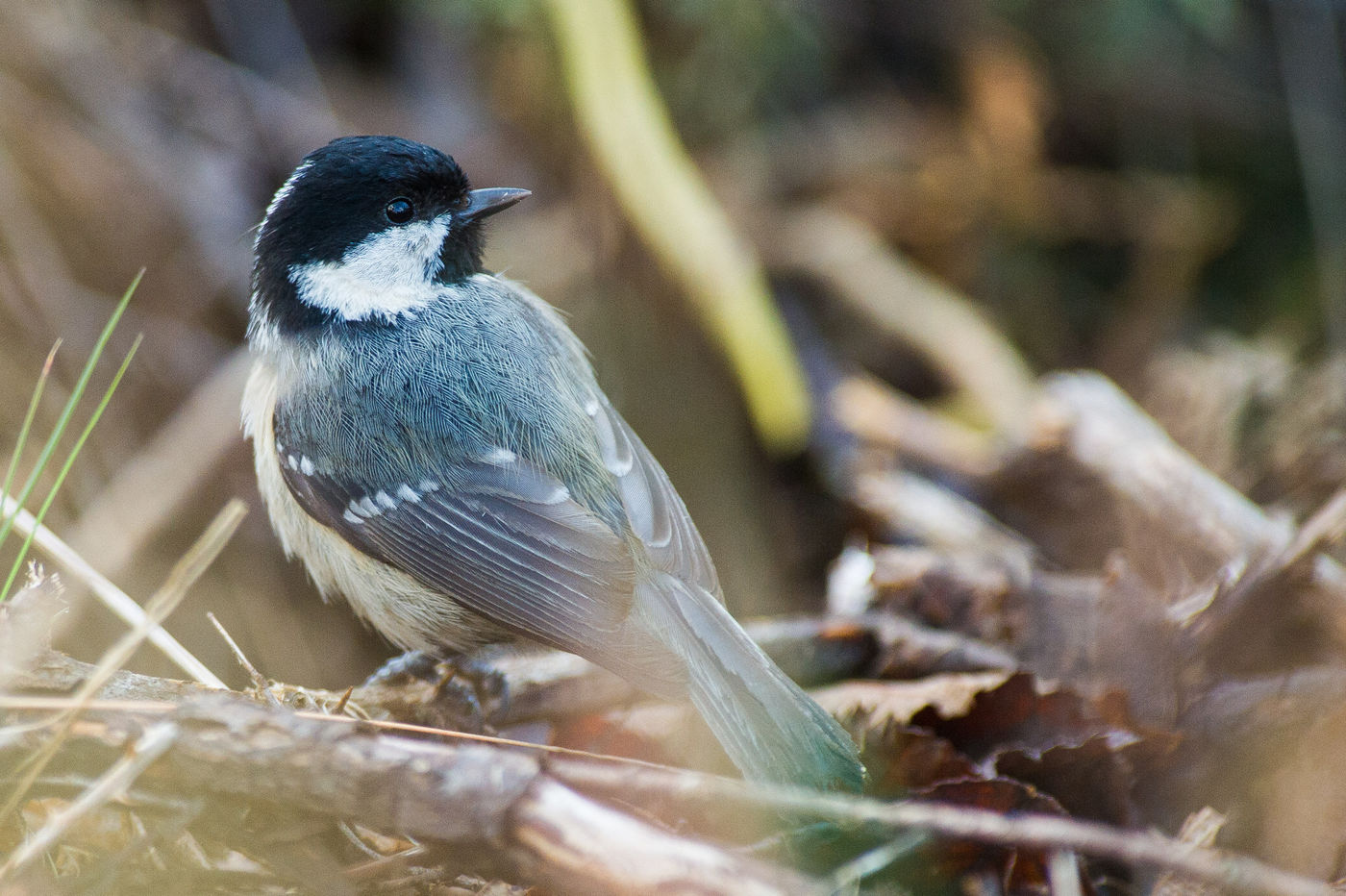 Koolmezen zijn al vroeg in het voorjaar aan het broeden en verzamelen eten voor de jongen. © Billy Herman