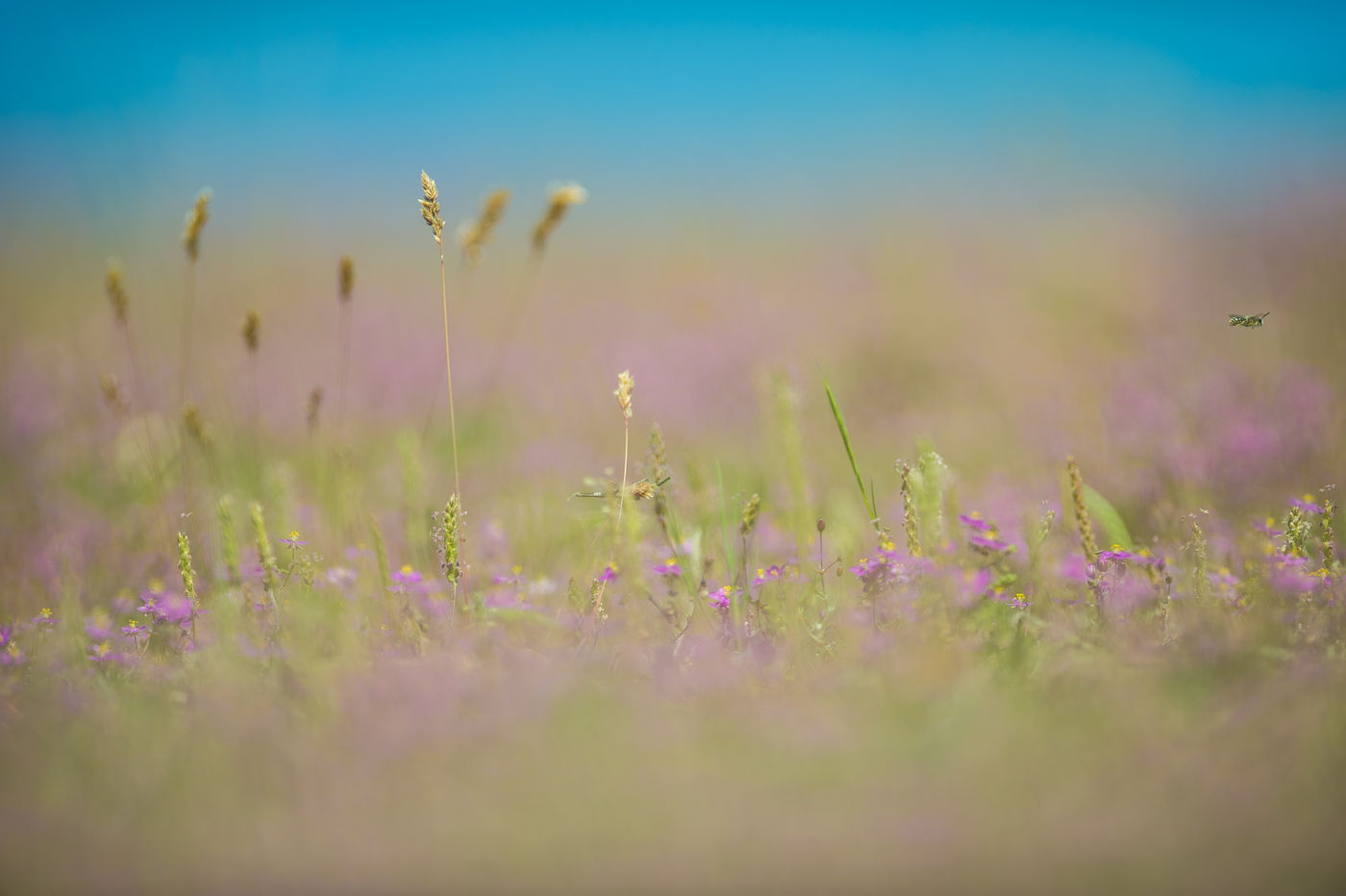 Een detail van het bloemrijke grasland. © Billy Herman