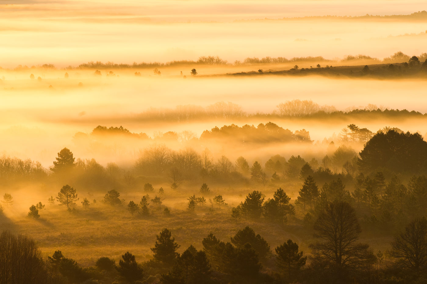 Ochtendlicht en mist geven prachtige foto's. © Billy Herman