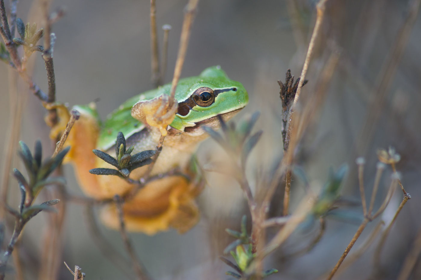 Een boomkikker klautert in het rond. © Billy Herman