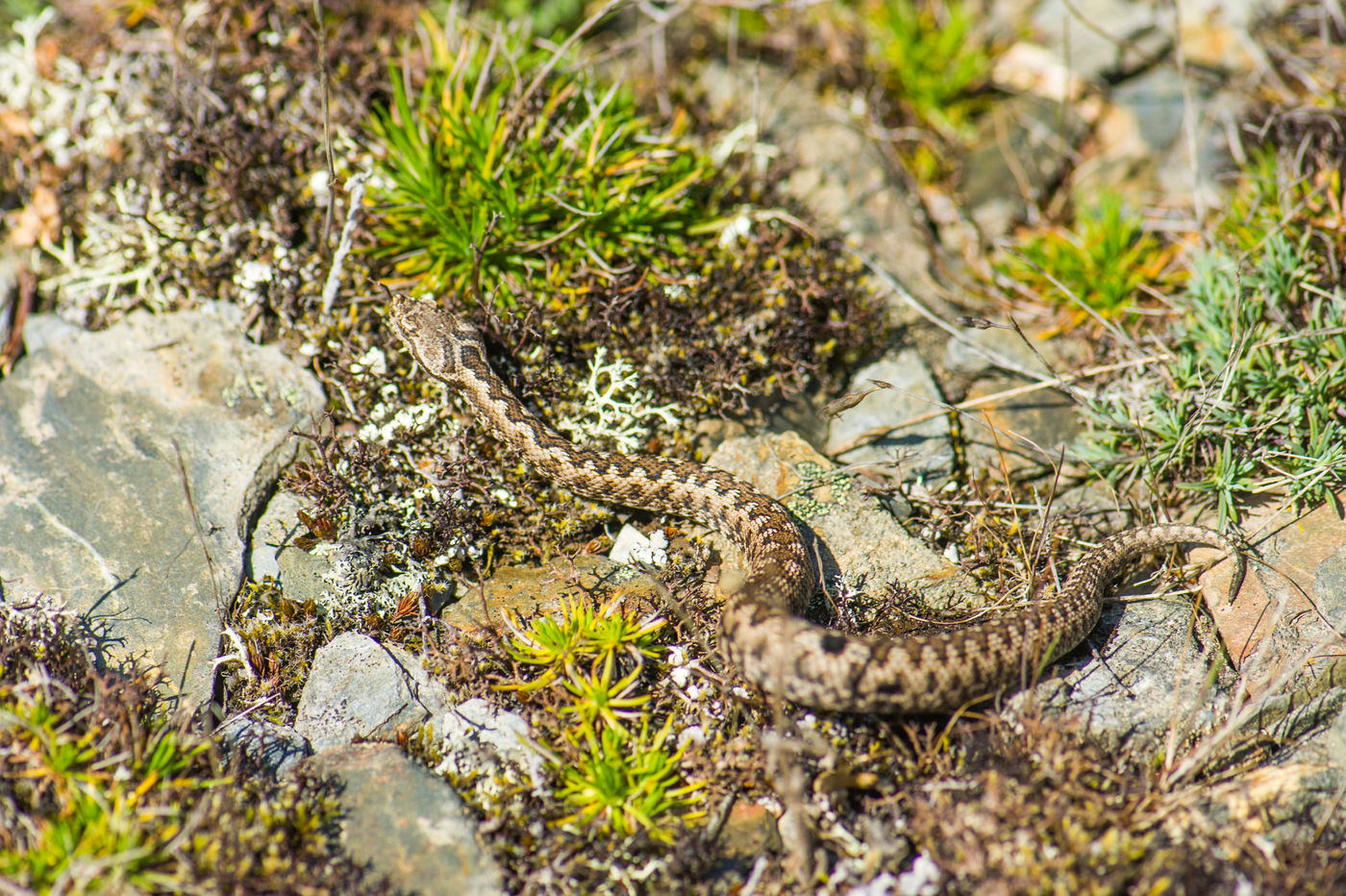 Adders zijn erg algemeen en liggen in de ochtend steeds op te warmen op zonbeschenen stenen. © Billy Herman