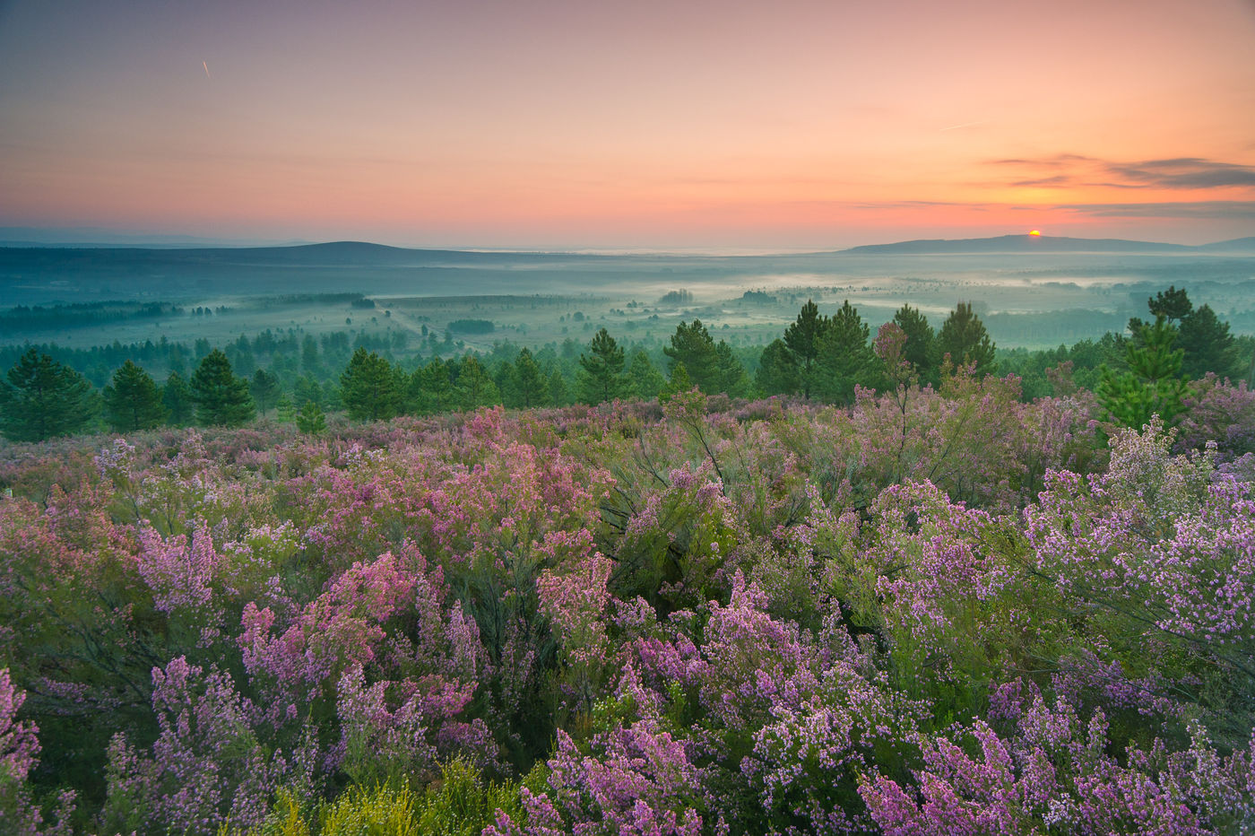 Het noordwesten van Spanje kent een uitgestrekte heidevegetatie. © Billy Herman