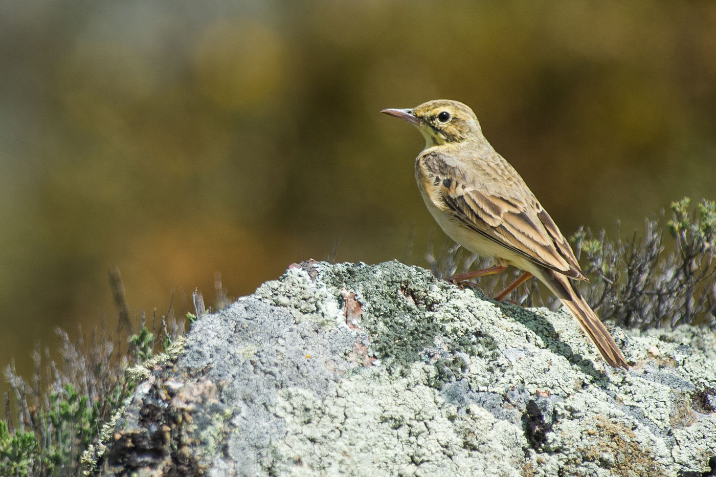 Een duinpieper is net aangekomen uit de overwinteringsgebieden. © Billy Herman