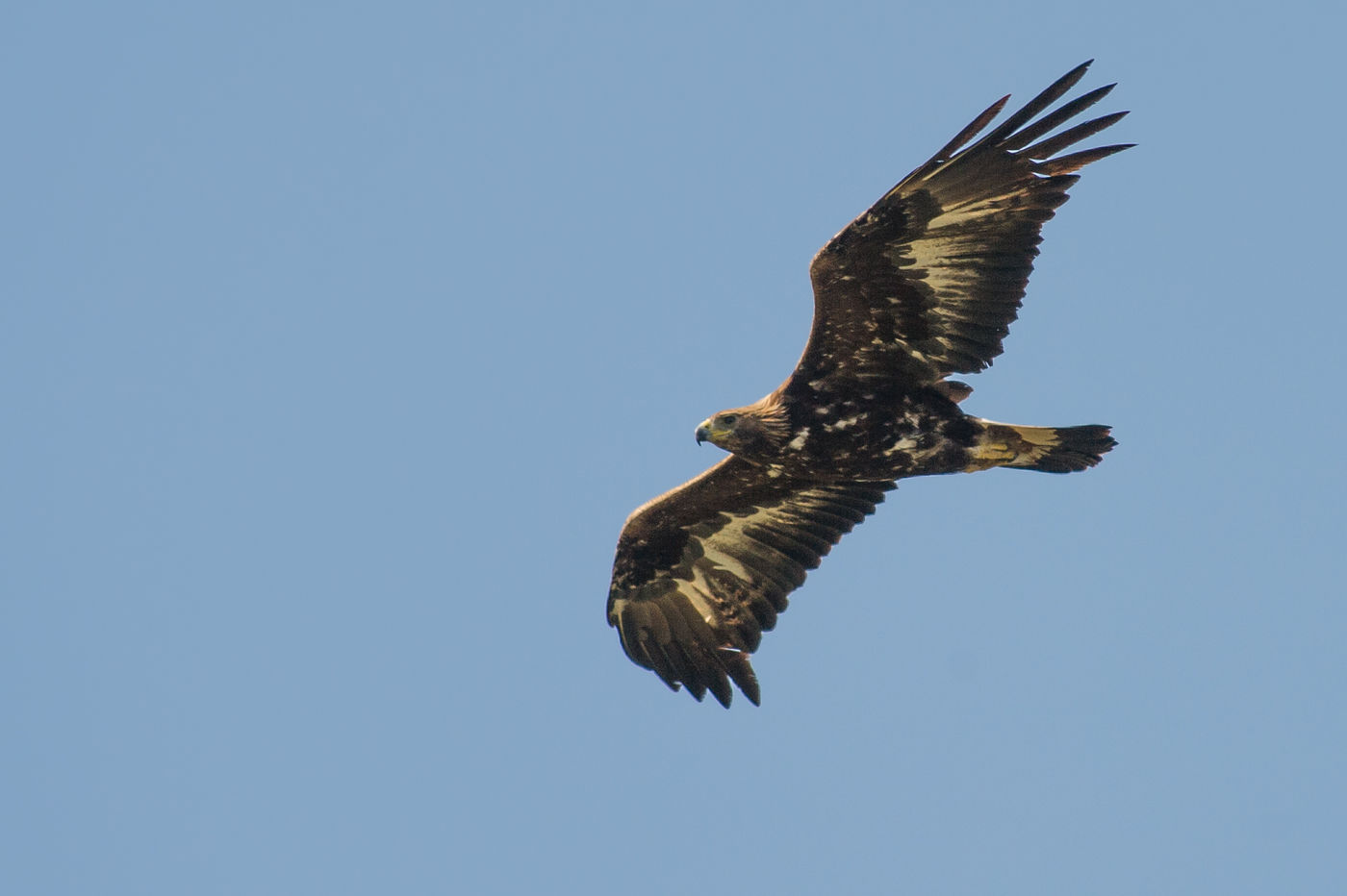 Een juveniele steenarend scheert langs. © Billy Herman