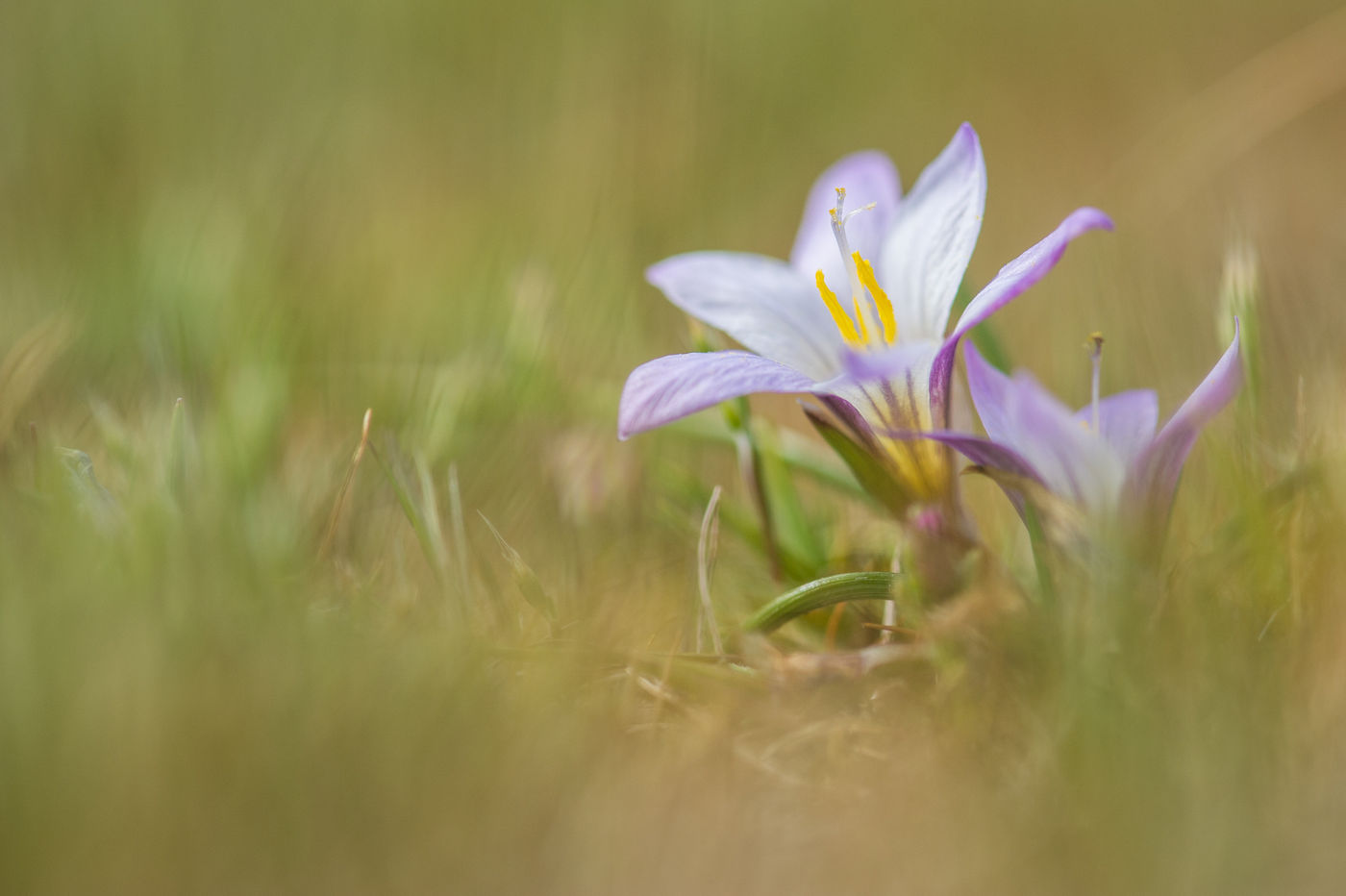 Jonge krokussen zijn het eerste teken dat de lente in aantocht is. © Billy Herman