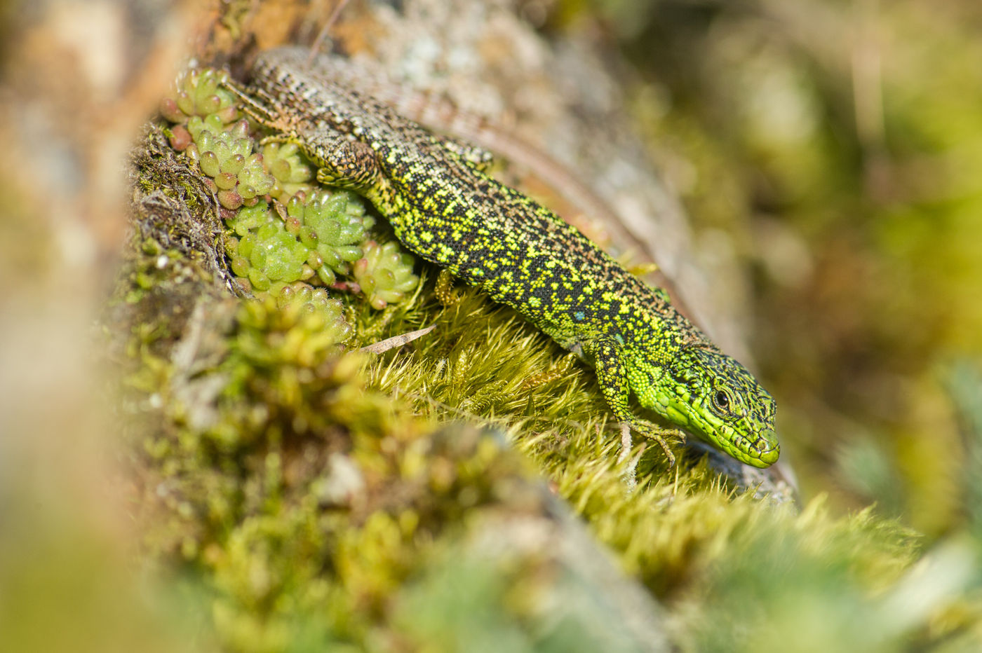 Een zonnende soort muurhagedis van Noord-Spanje. © Billy Herman