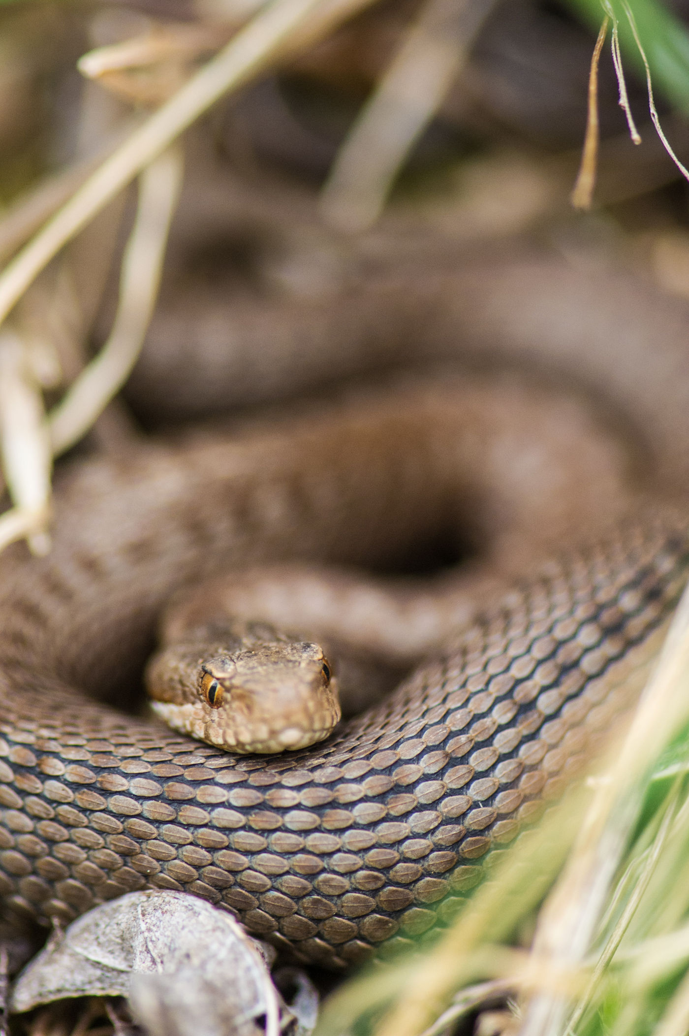 Cantabrische adder! © Billy Herman