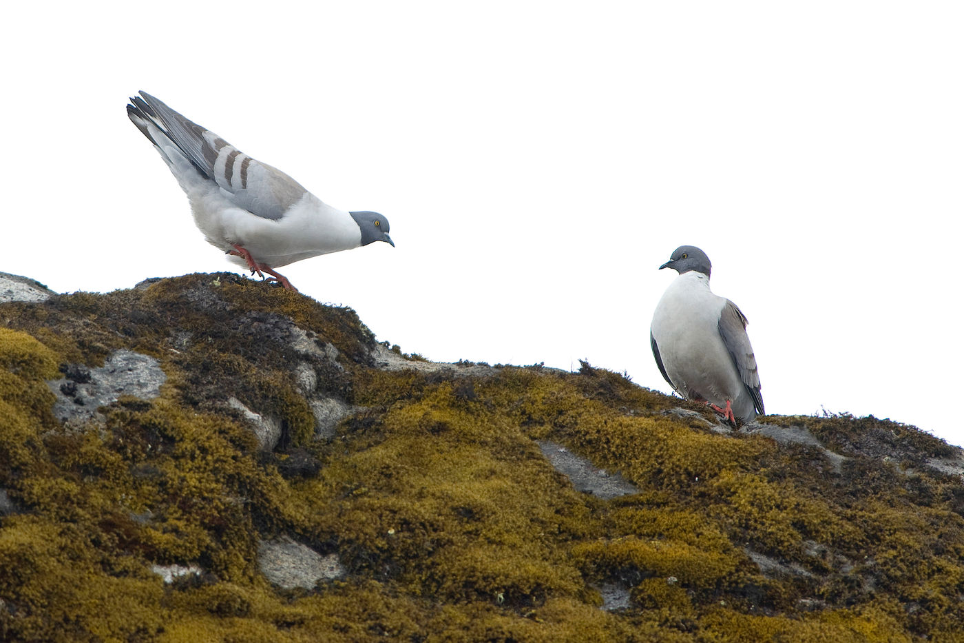 Het lijken haast stadsduiven, maar deze snow pigeons zijn wel degelijk echte bewoners van de Himalaya. © Bernard Van Elegem