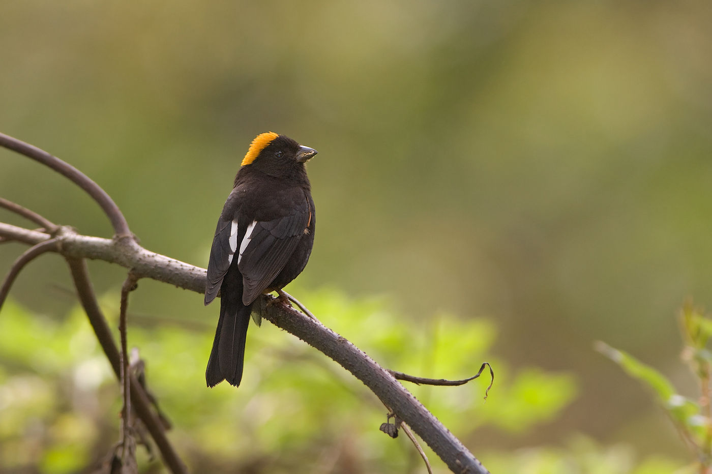 Een gold-naped finch verdedigt al zingend z'n territorium. © Bernard Van Elegem