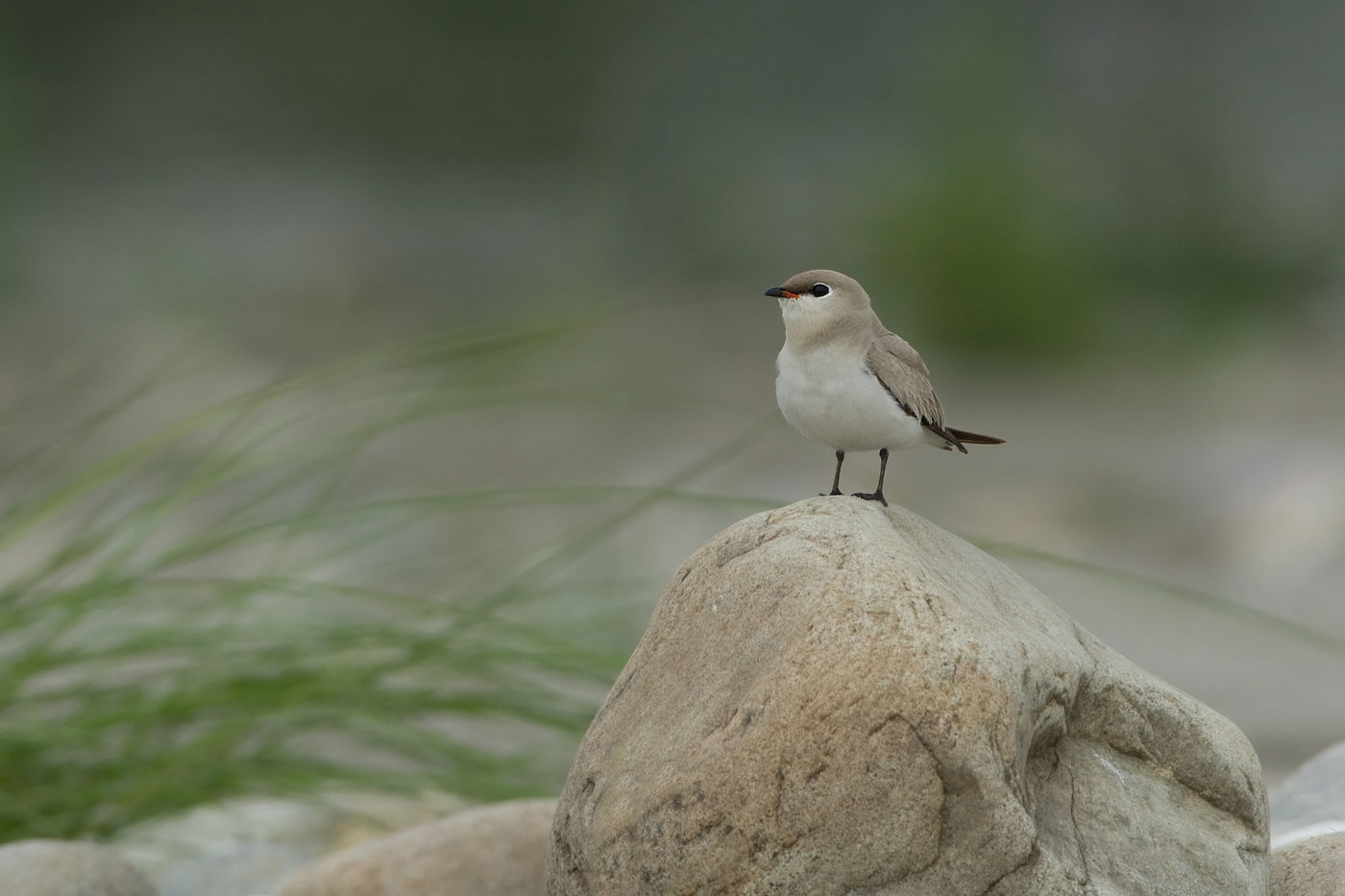 Small pratincole is een van de schattigste steltlopers die er bestaat, en steevast een garantie op deze reis. © Bernard Van Elegem