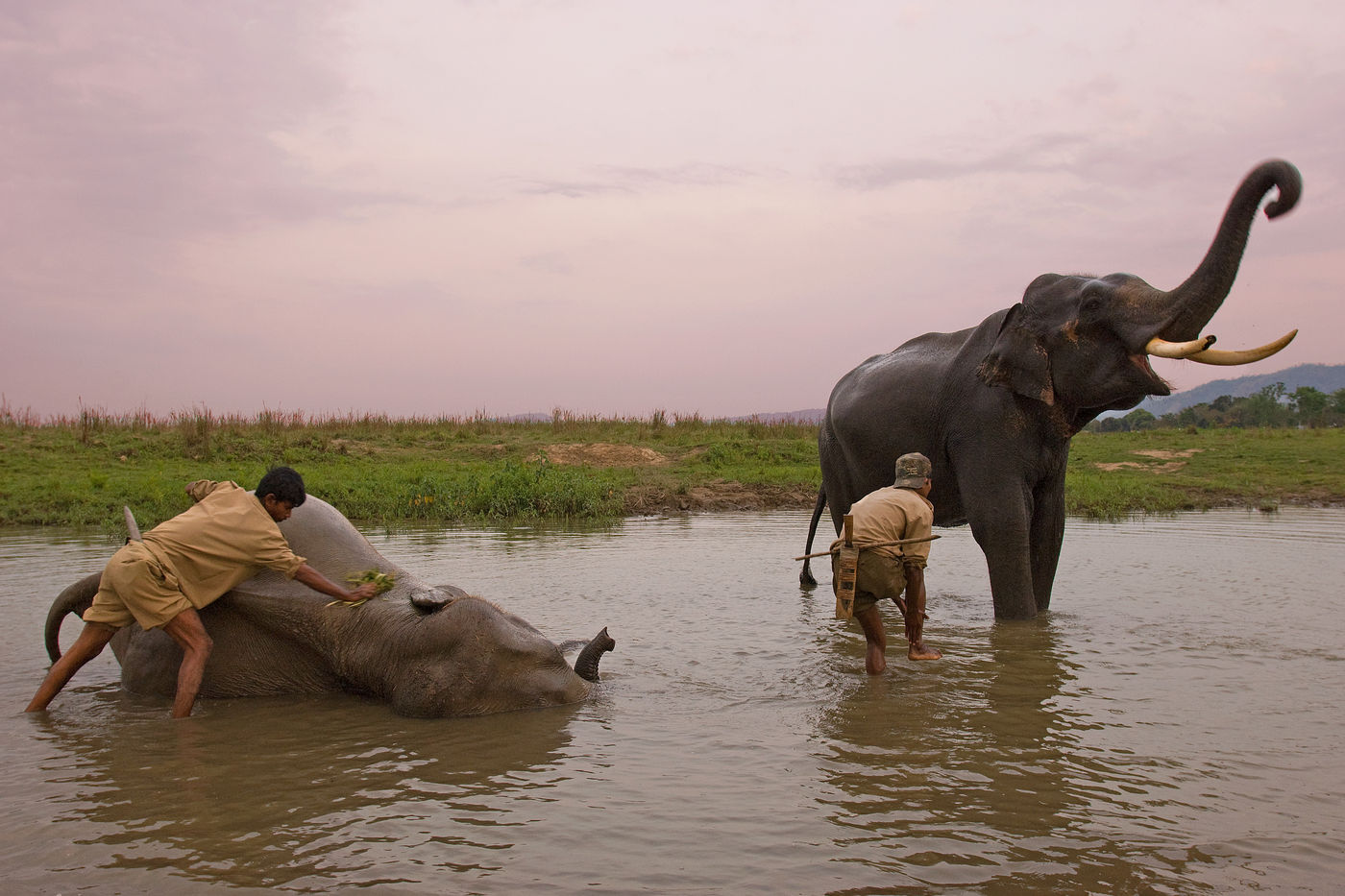 Aziatische olifanten laten zich wassen te Assam. © Bernard Van Elegem