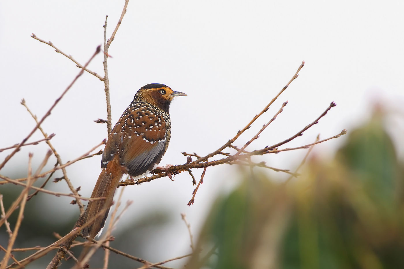 Een spotted laughingthrush is een bijzonder aantrekkelijke verschijning. © Bernard Van Elegem