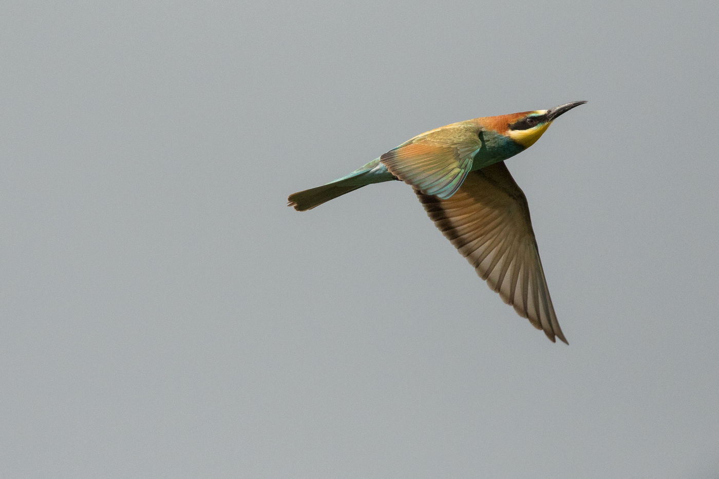 Bijeneter-bee-eater_Johannes_Jansen-vogelreis-Batumi-2018-STARLING-reizen-tours20180901-A40A4601 © Johannes Jansen