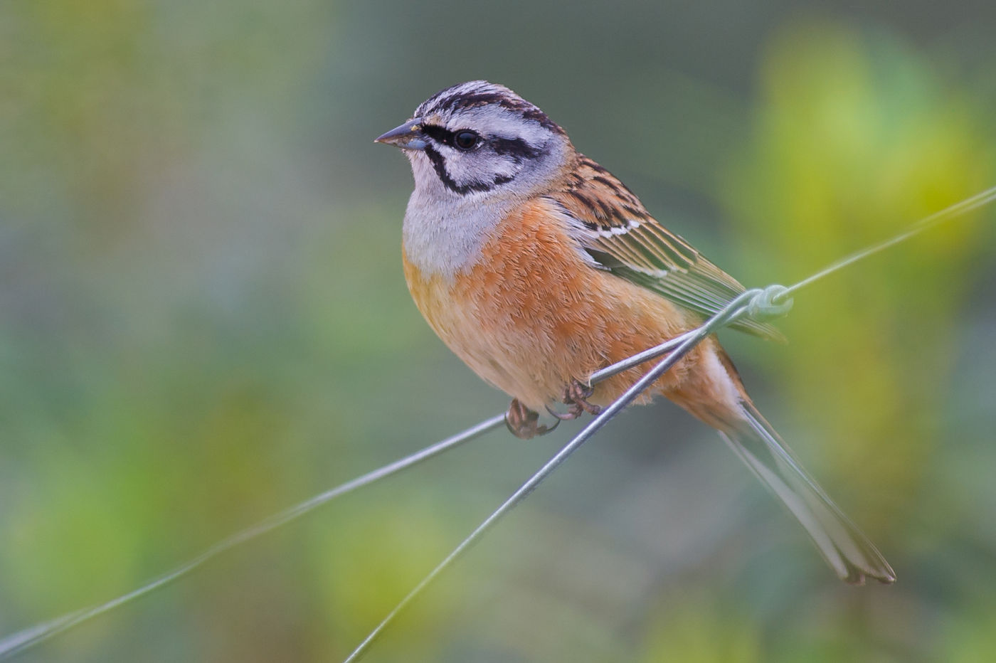 Gros plan sur le bruant fou © Billy Herman