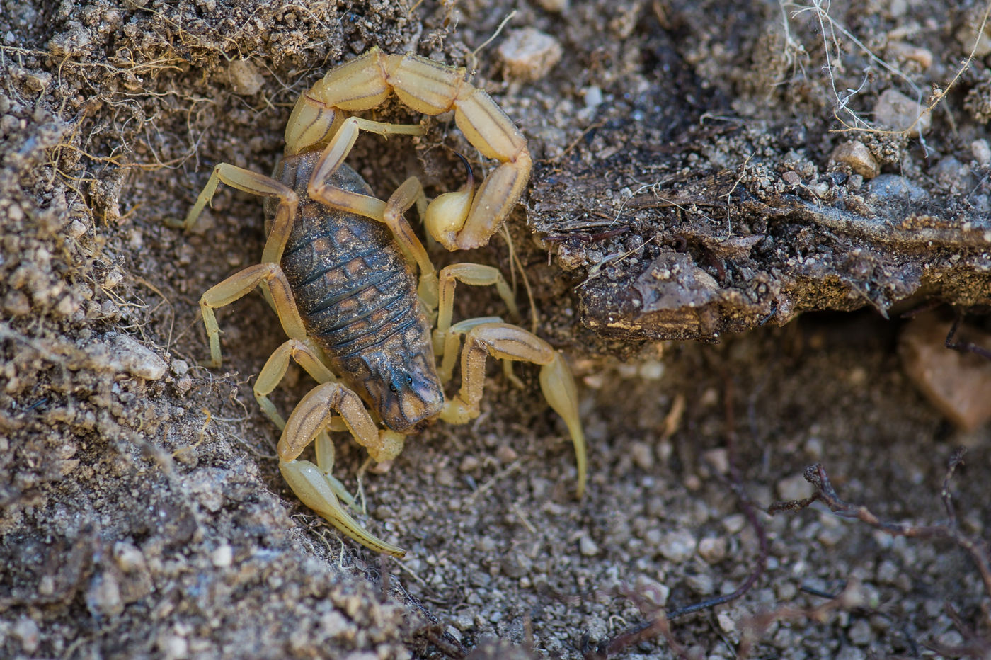 Deze kleine schorpioen kwamen we tegen tijdens het zoeken naar reptielen. © Billy Herman