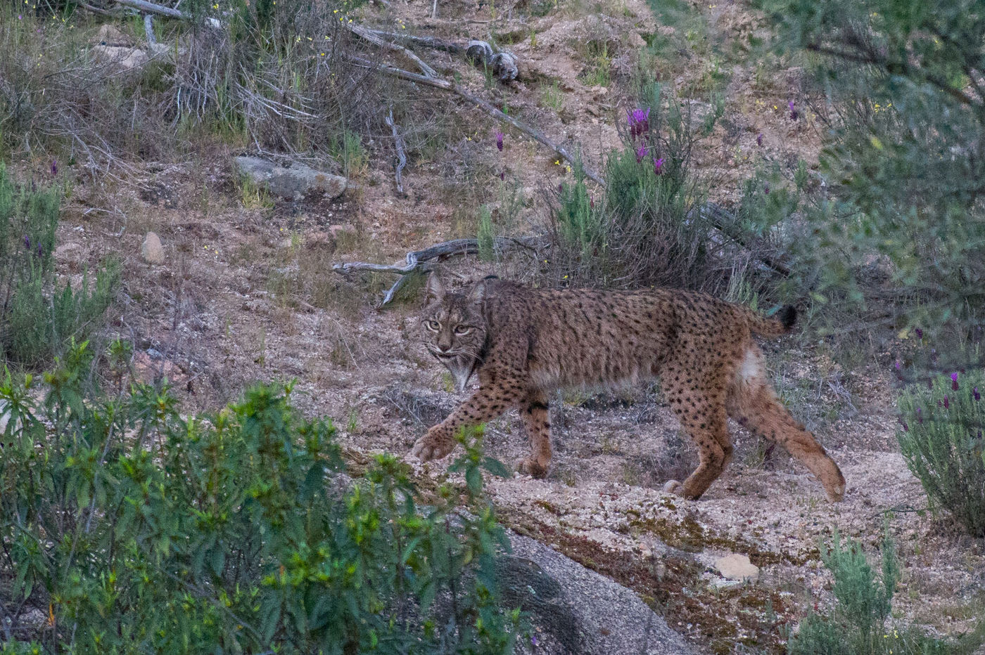 Een Iberische lynx steekt de vallei over. © Billy Herman