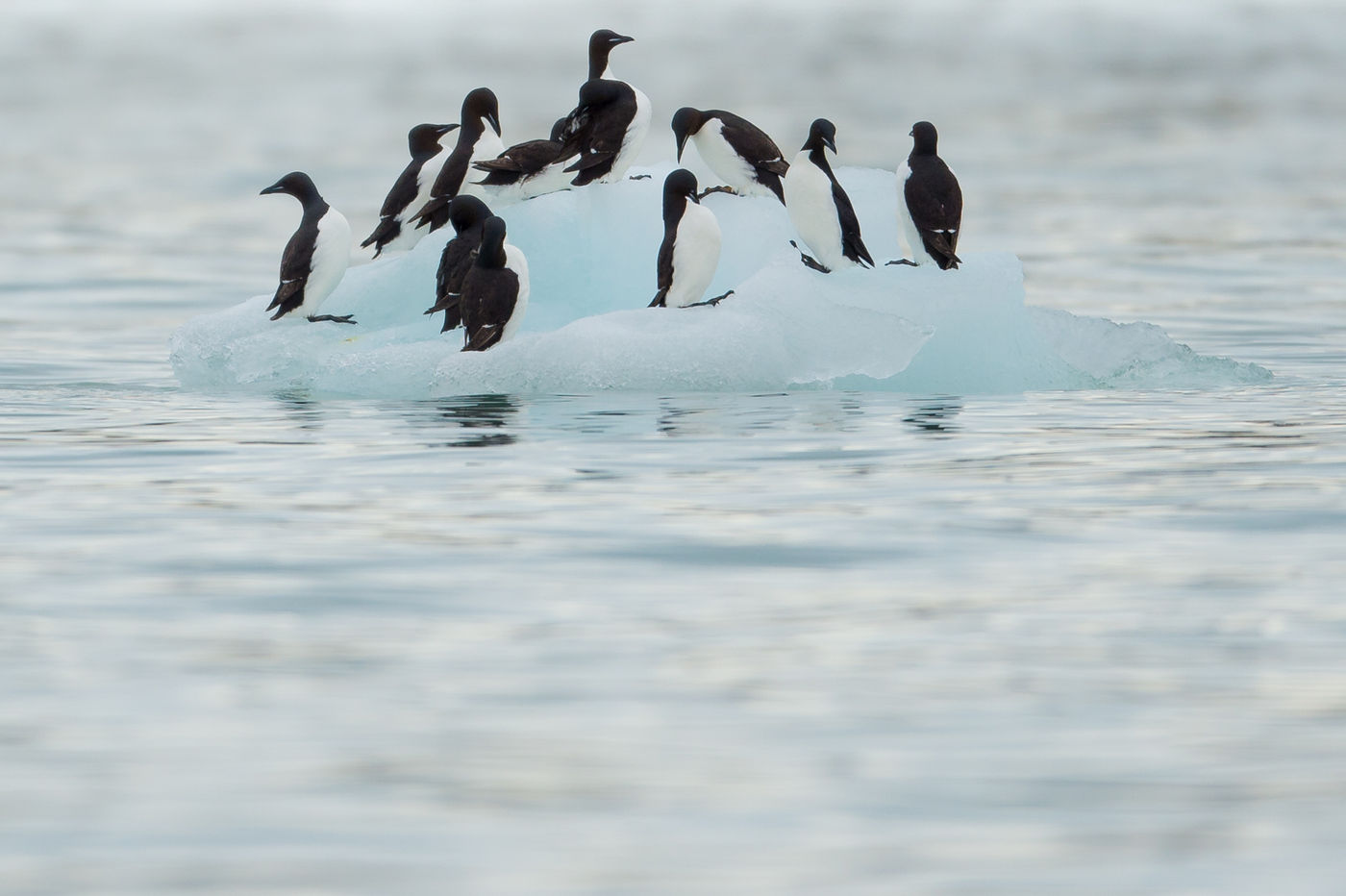 Brunnich's guillemots, the ultimate penguins of the arctic! © David 'Billy' Herman