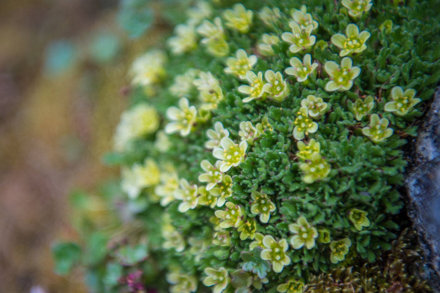 Saxifraga soorten zijn het meest typisch voor de omgeving. © David 'Billy' Herman